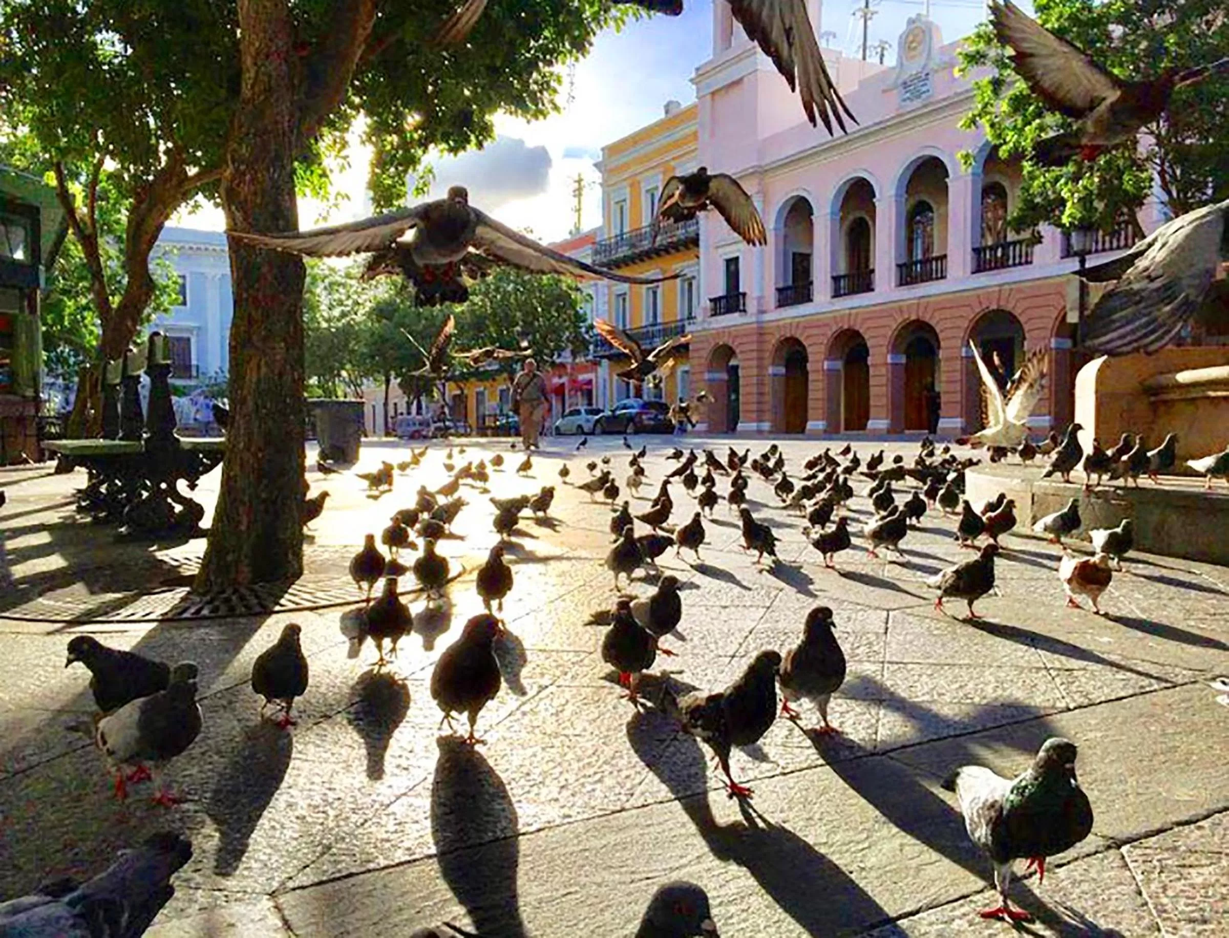 Animals in Navona Studios