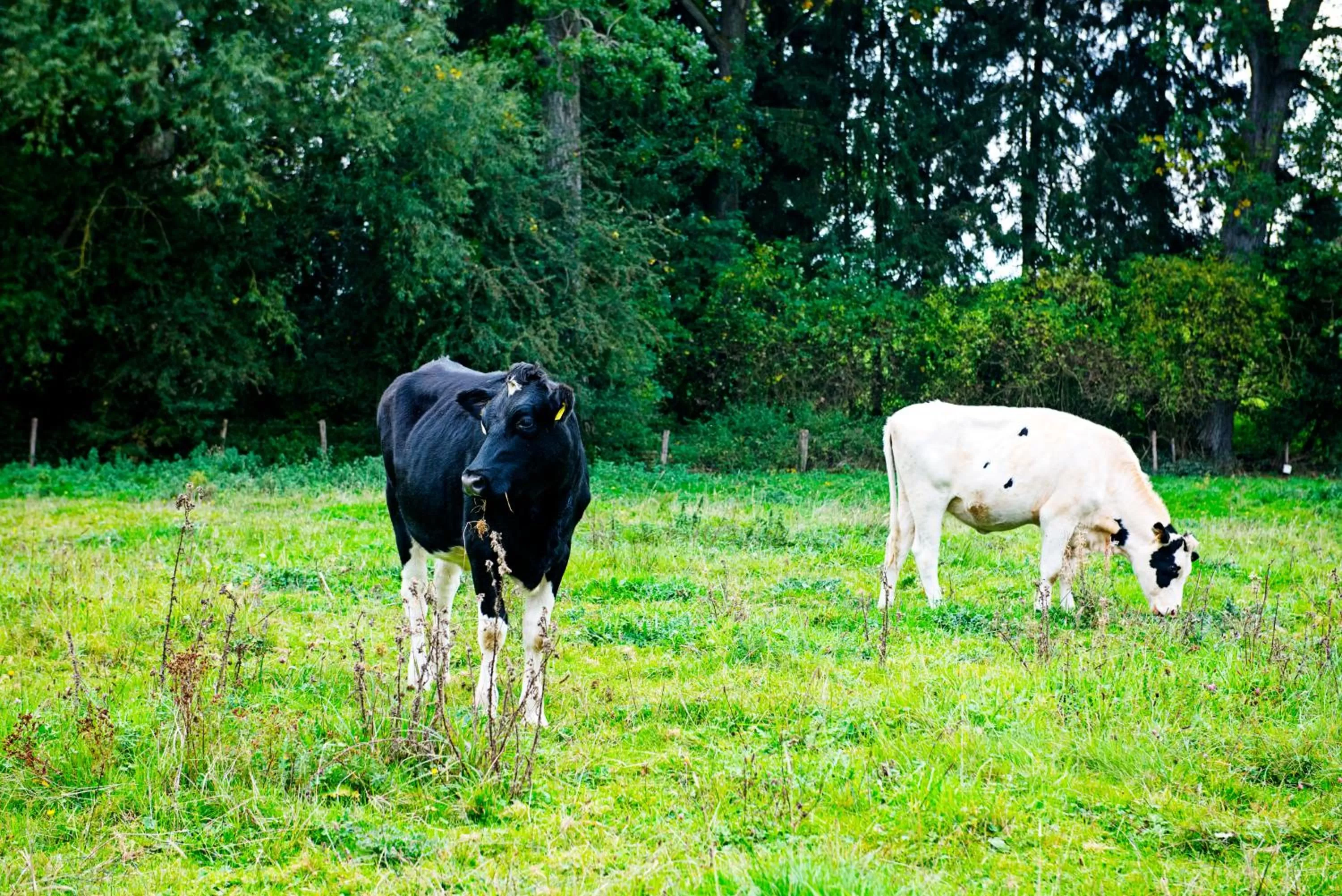 Off site in In den Roden Leeuw van Limburg