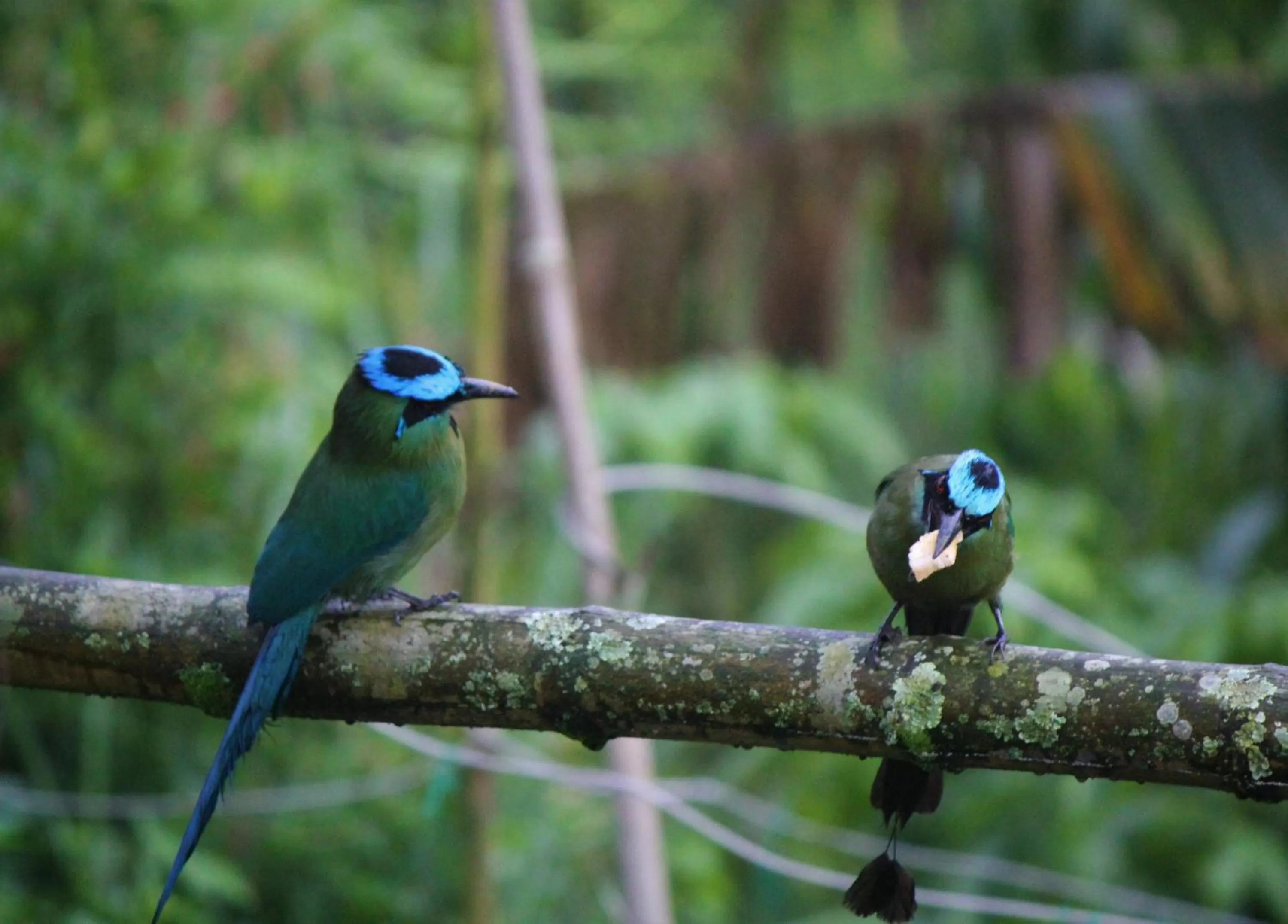 Animals in Villa Cristina - Casa Boutique