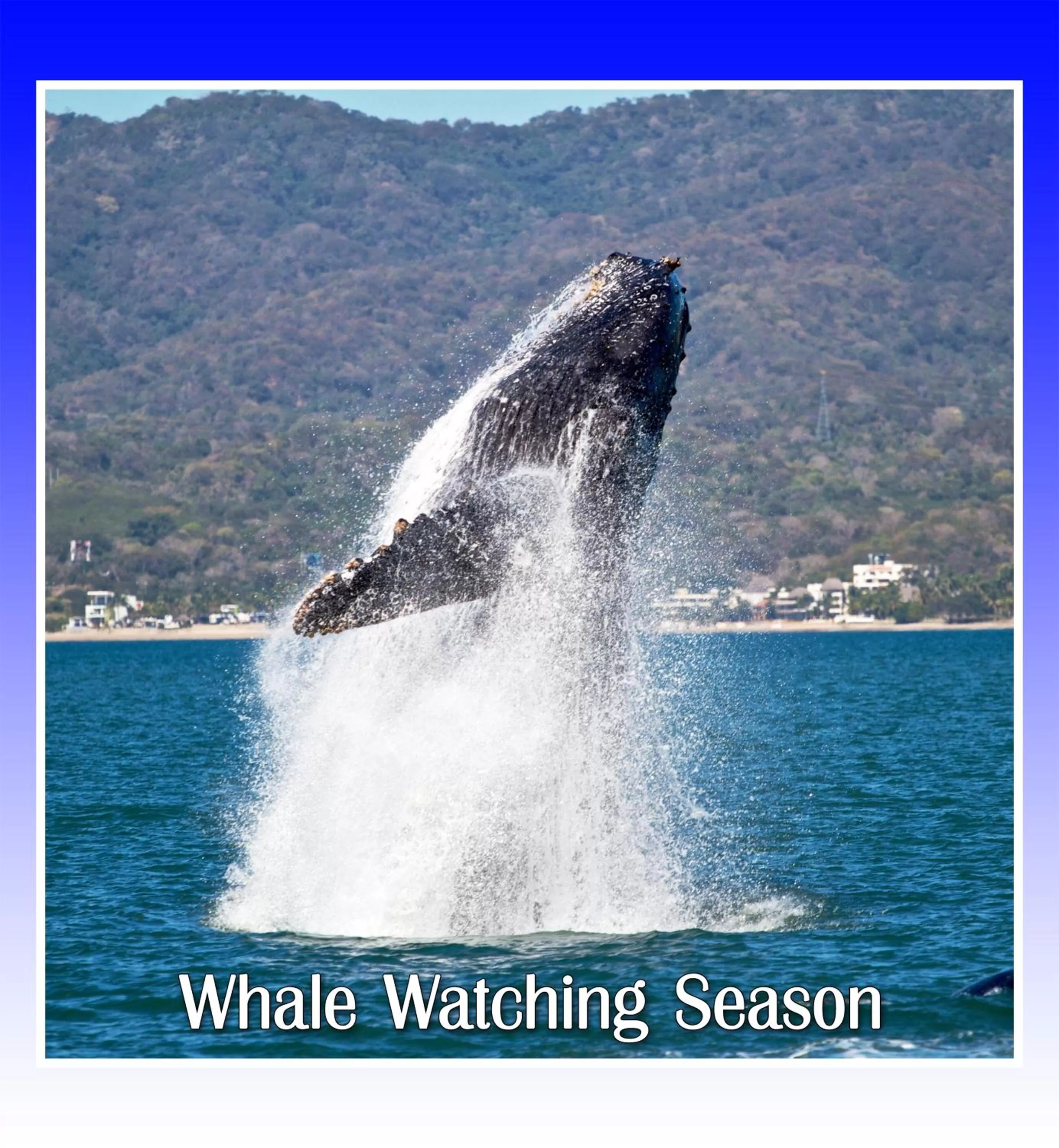 Animals in Casa Valeria Boutique Hotel