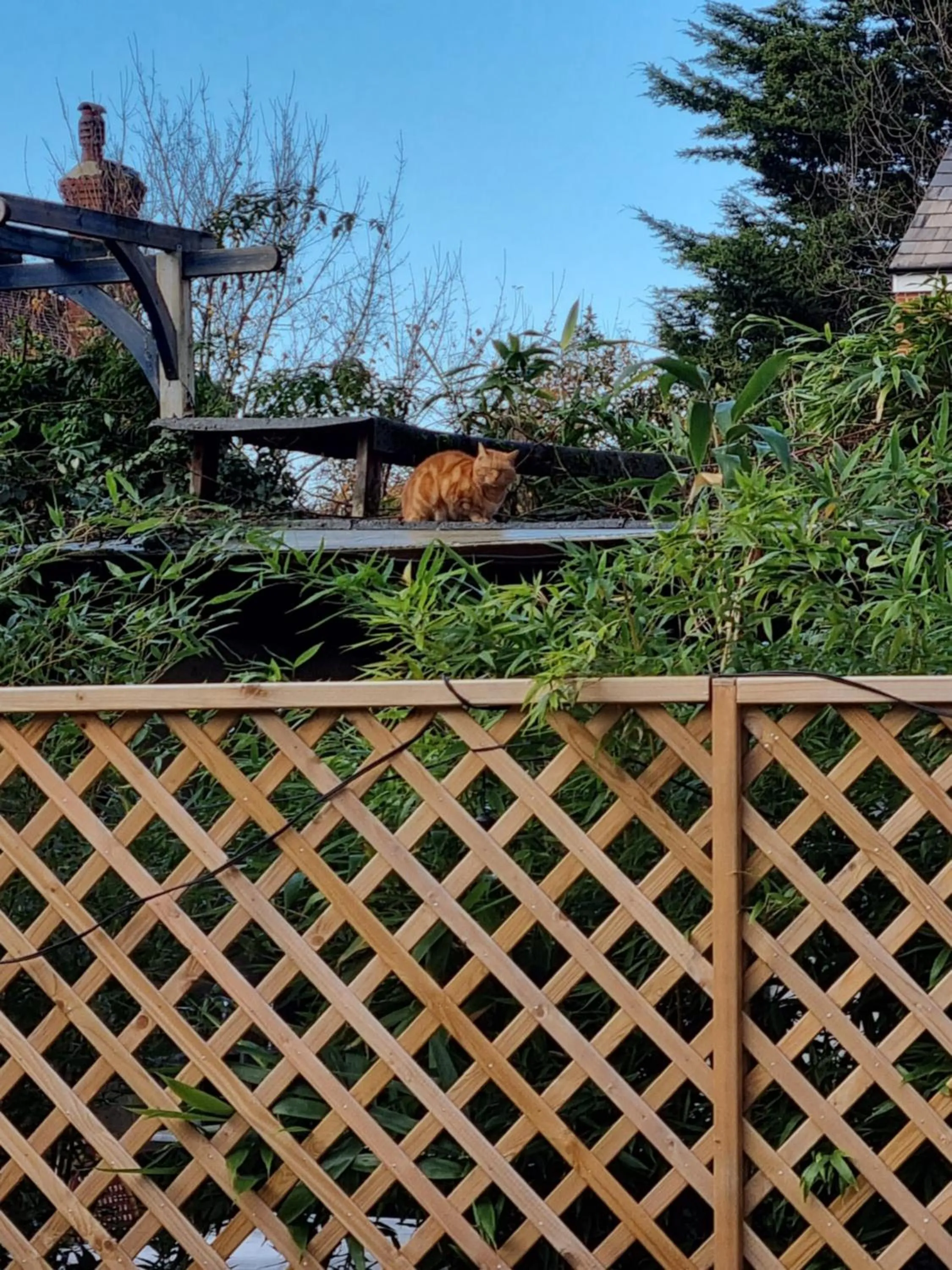 Garden view in The Windmill Hotel