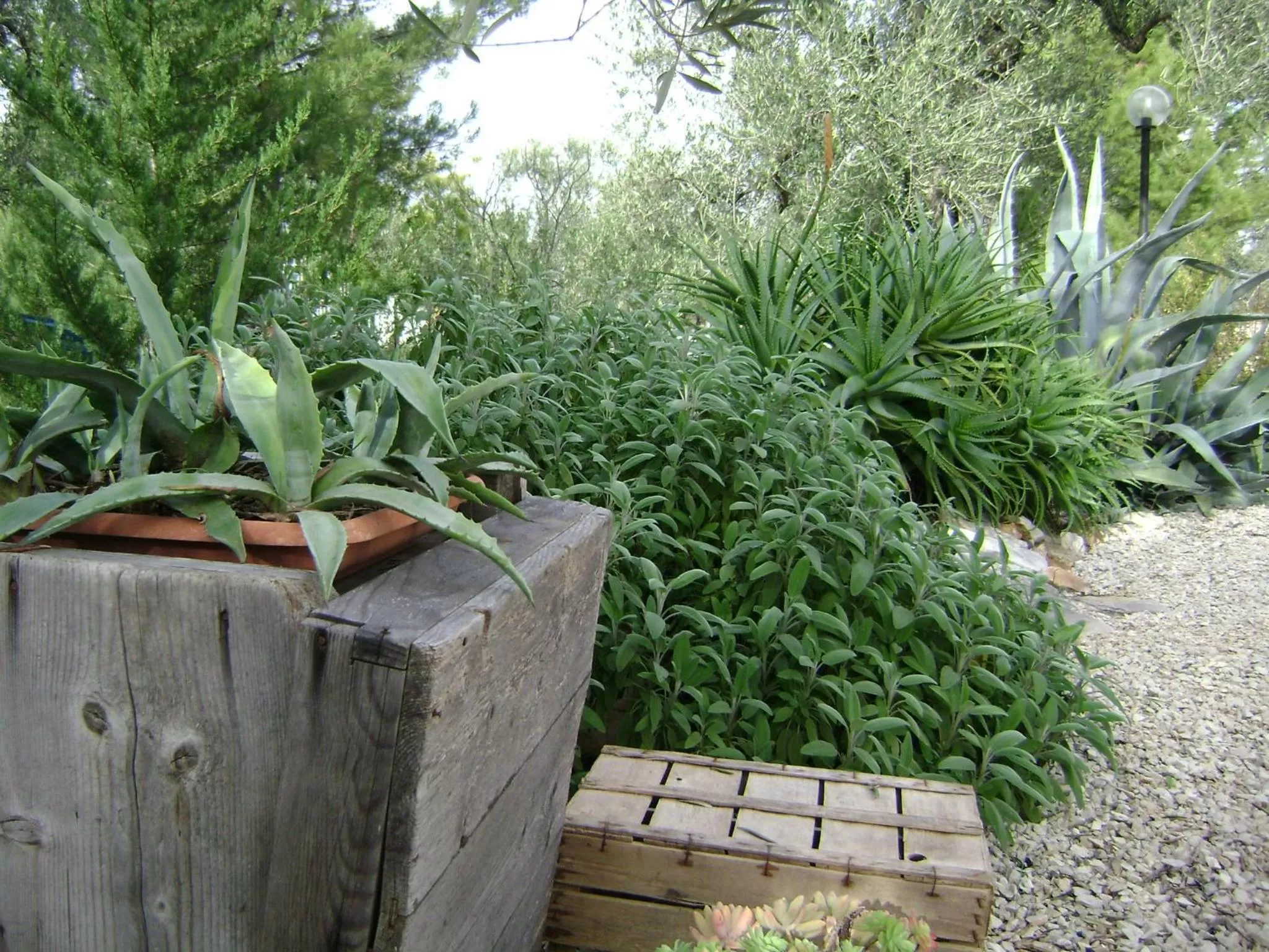 Garden in B&B Villa Mediterranea with private parking