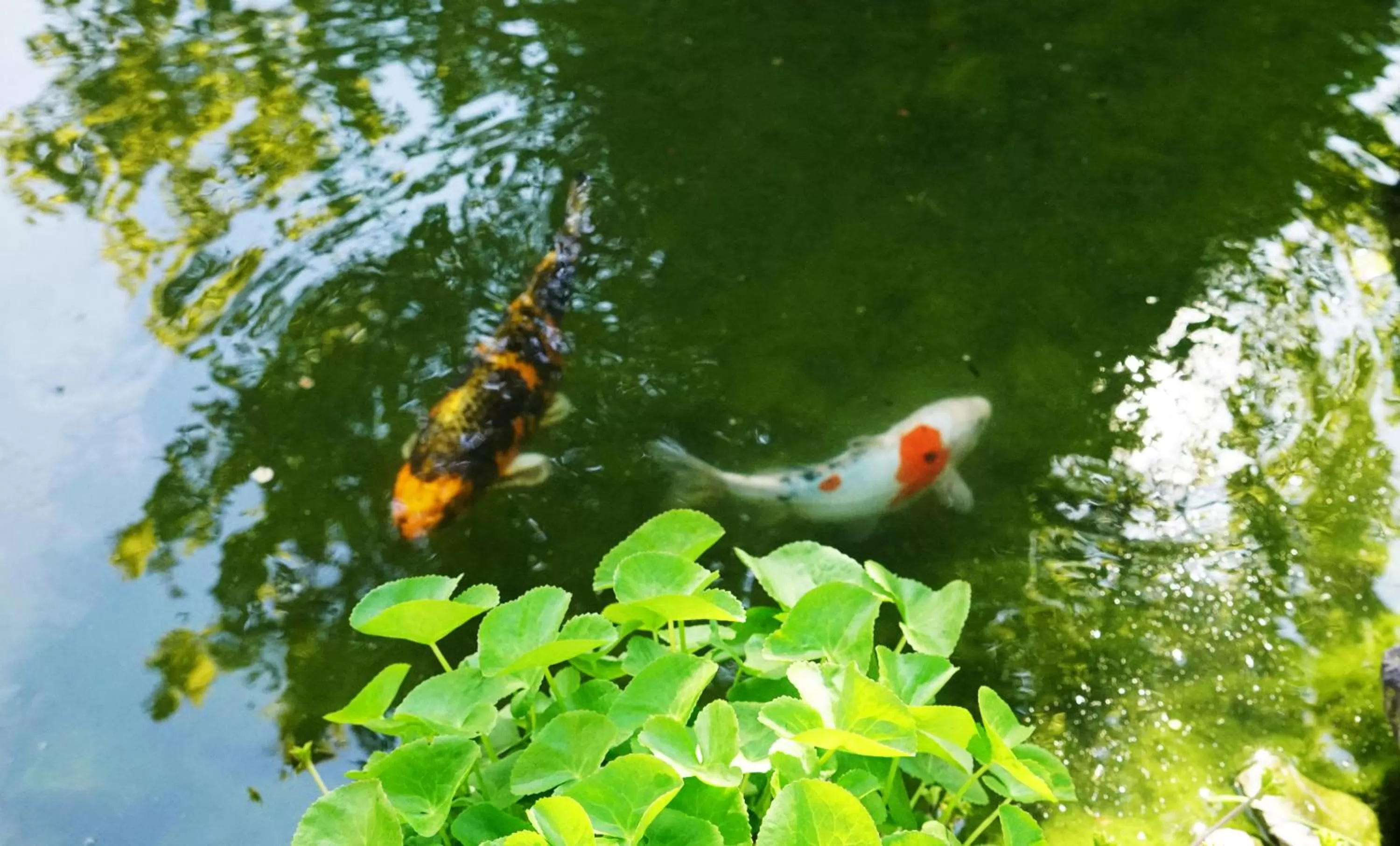 Garden in Adventure Guesthouse Interlaken
