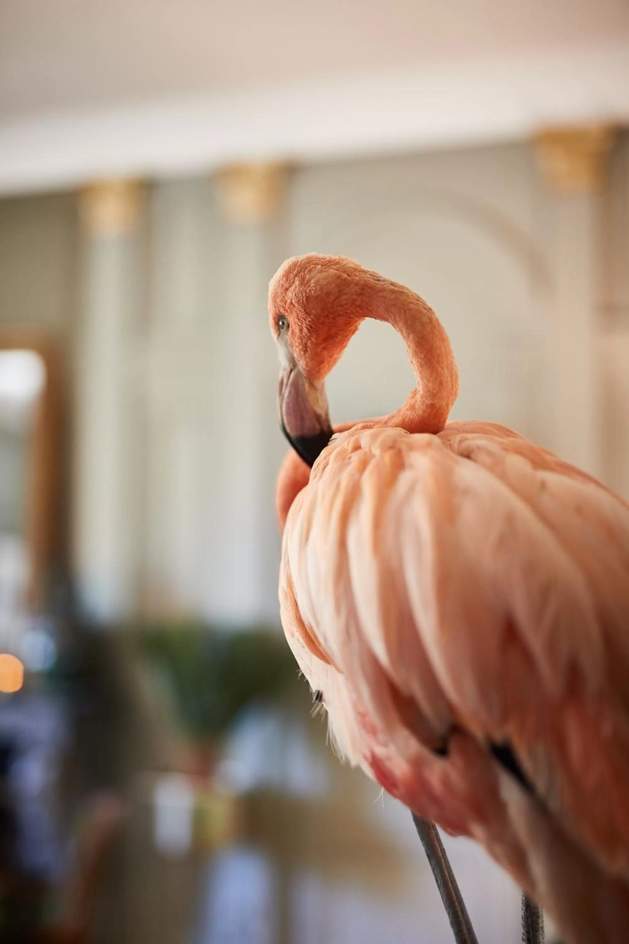 Decorative detail, Other Animals in la_grande_guerais