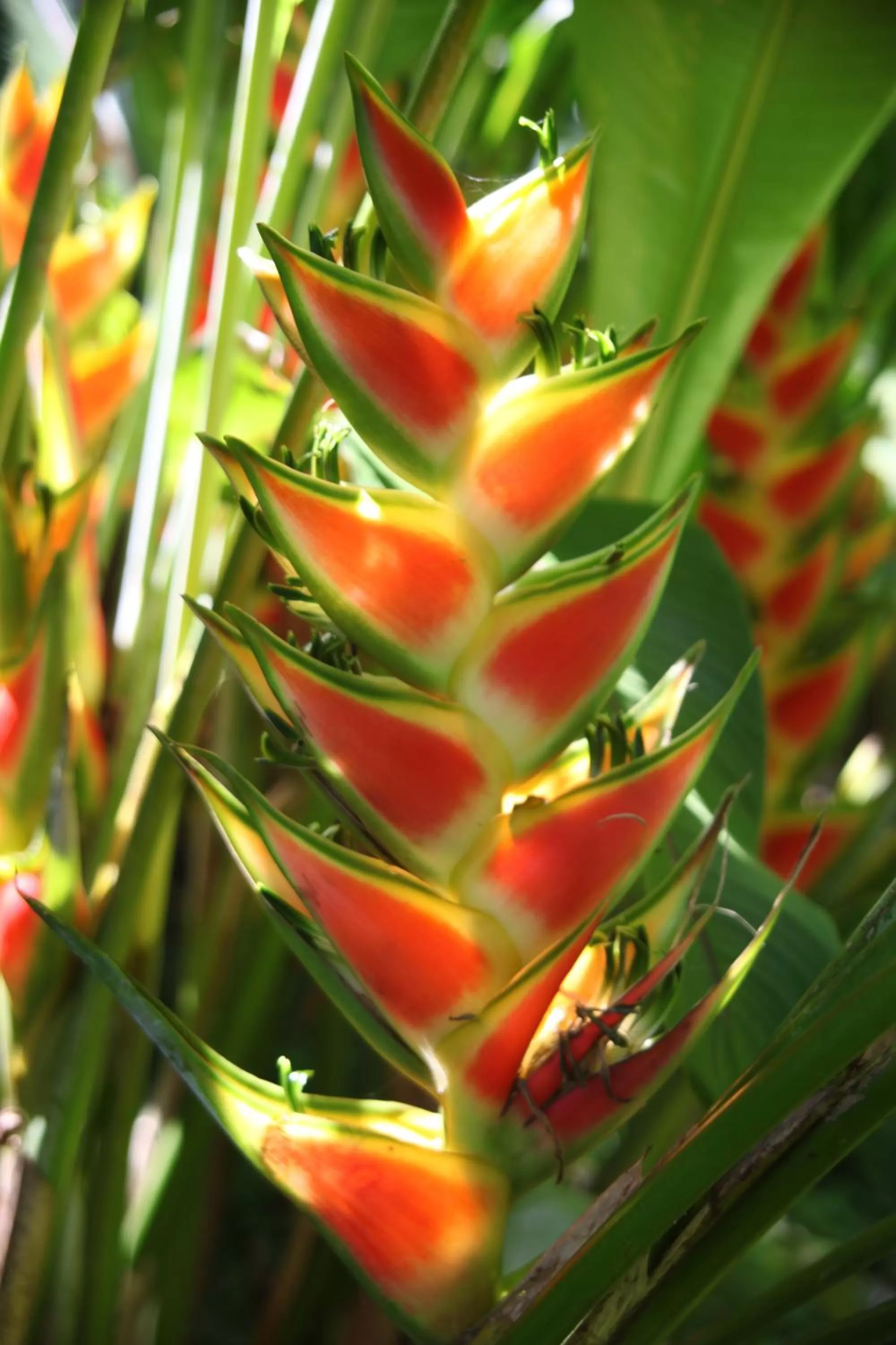 Other in The Hummingbird