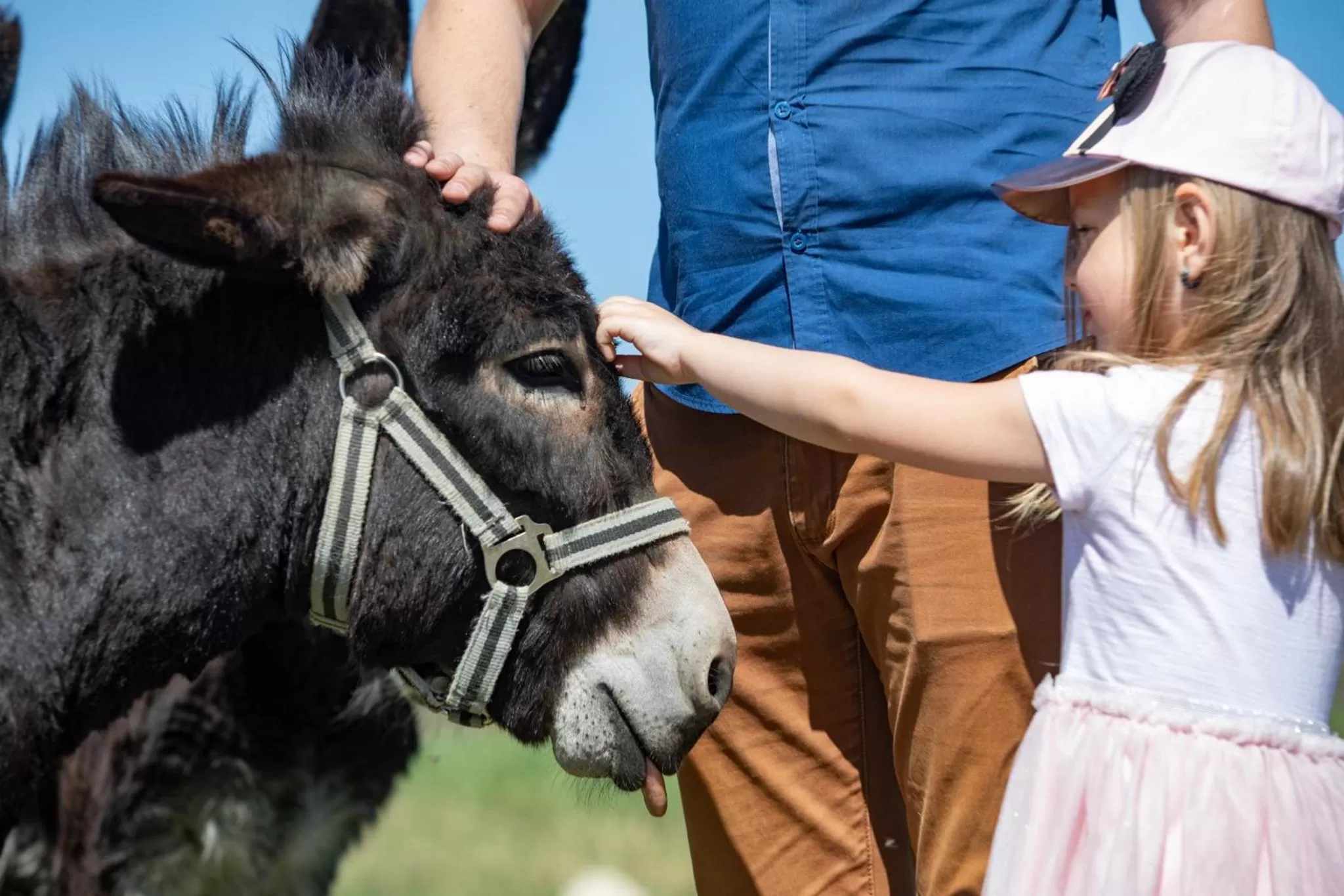 Residence Safari Resort - Bison Lodge
