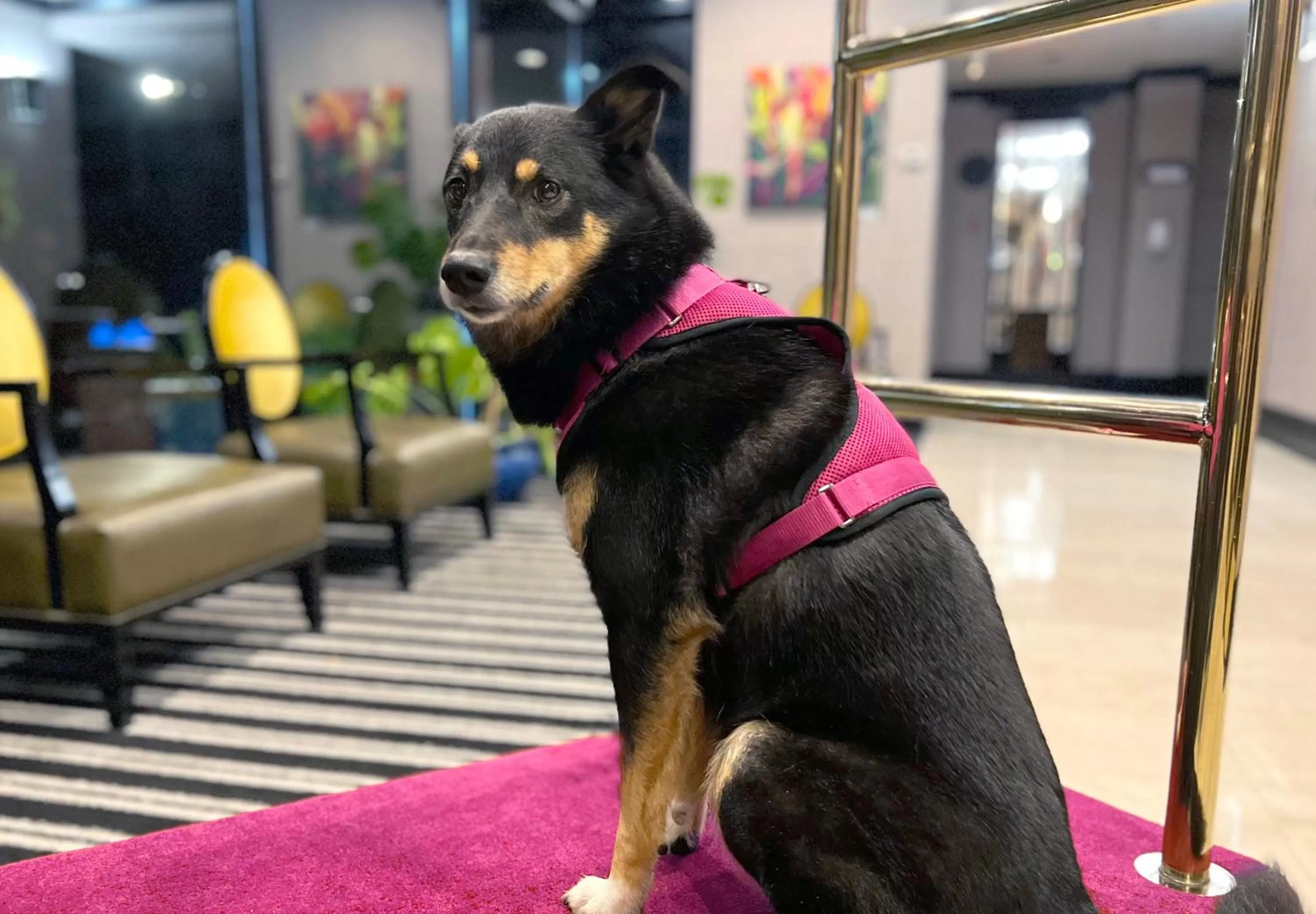 Pets in Coast Victoria Hotel & Marina by APA