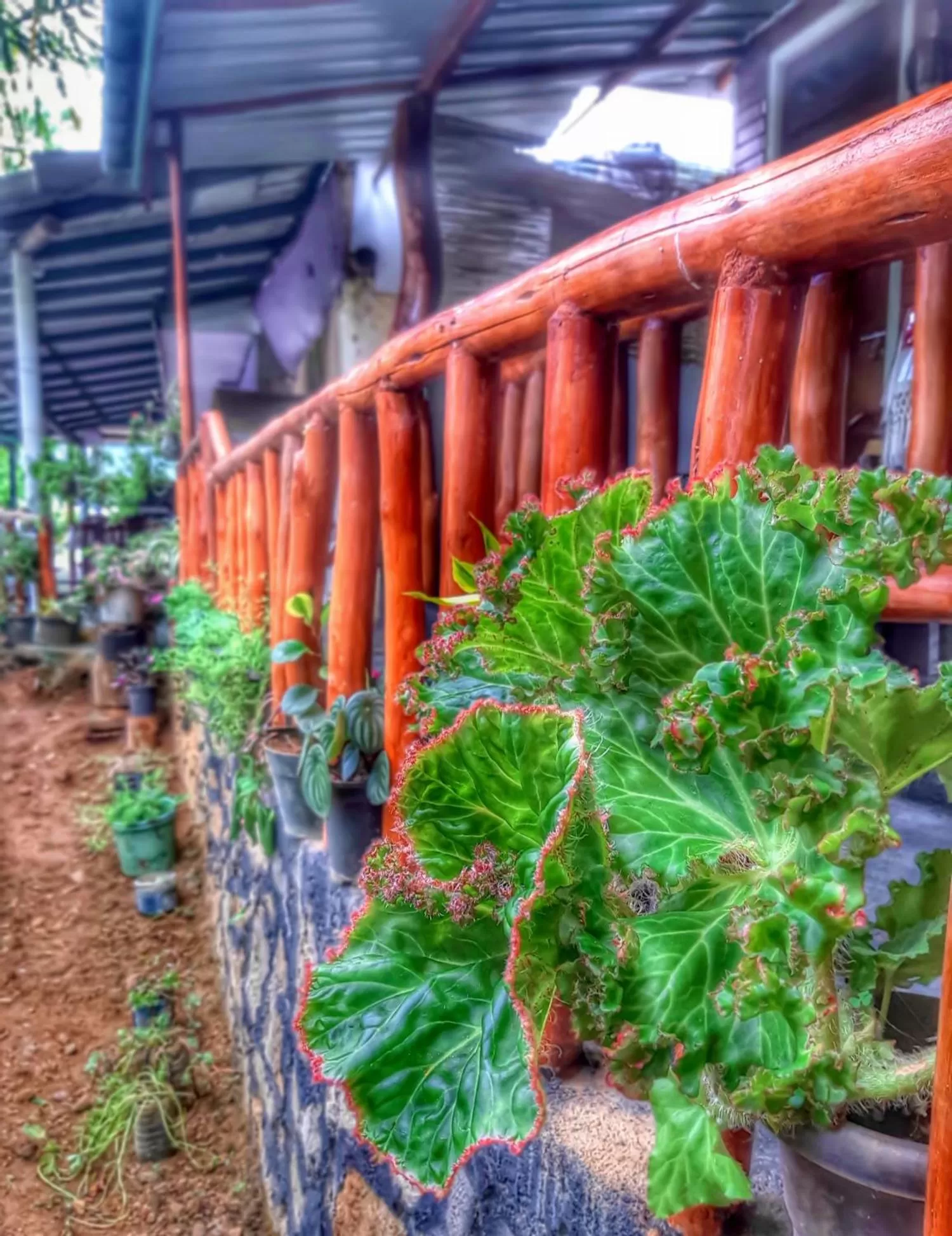 Garden view in Cozy Homestay Waterfall Road Ella