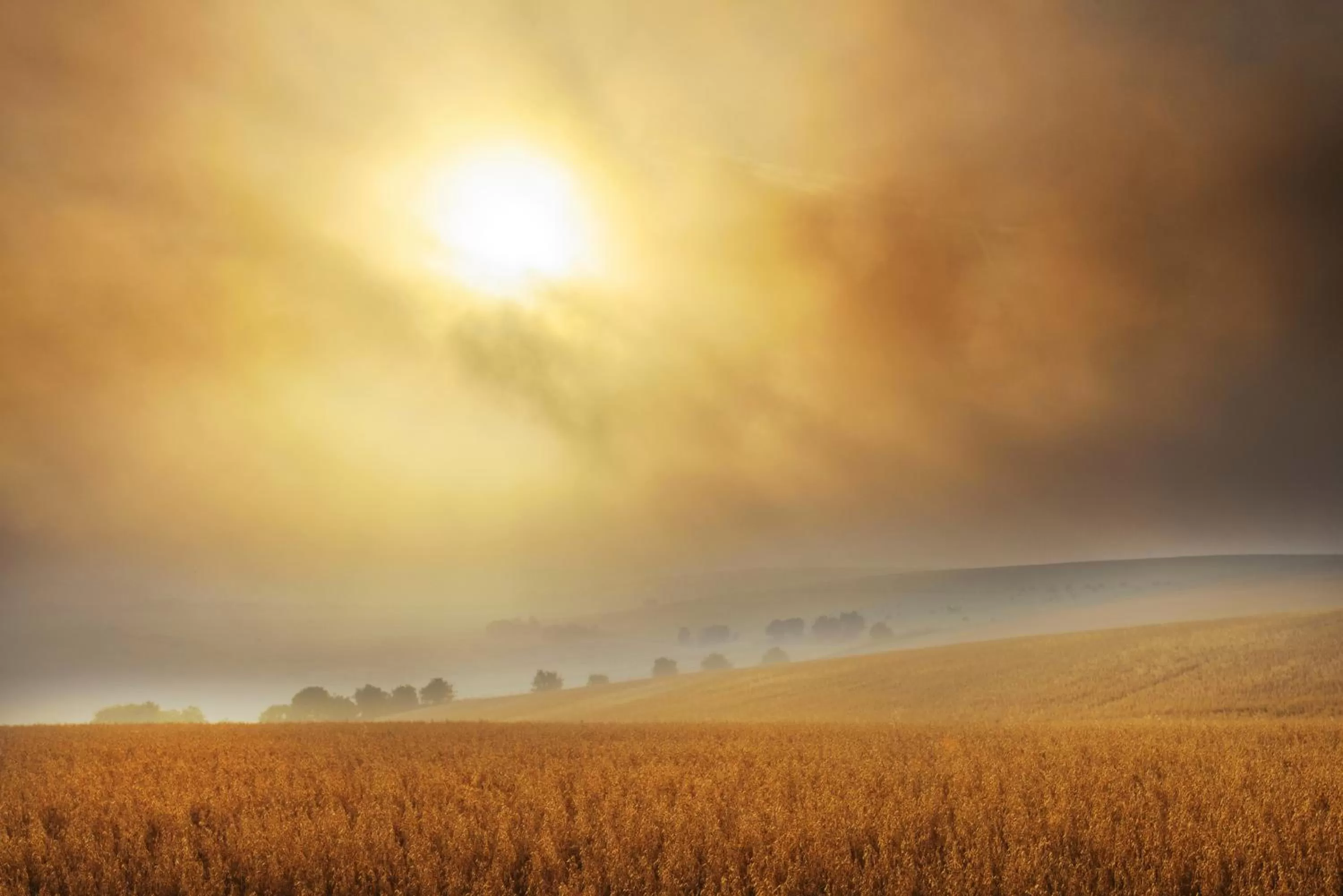 Other in Helen Browning's Royal Oak