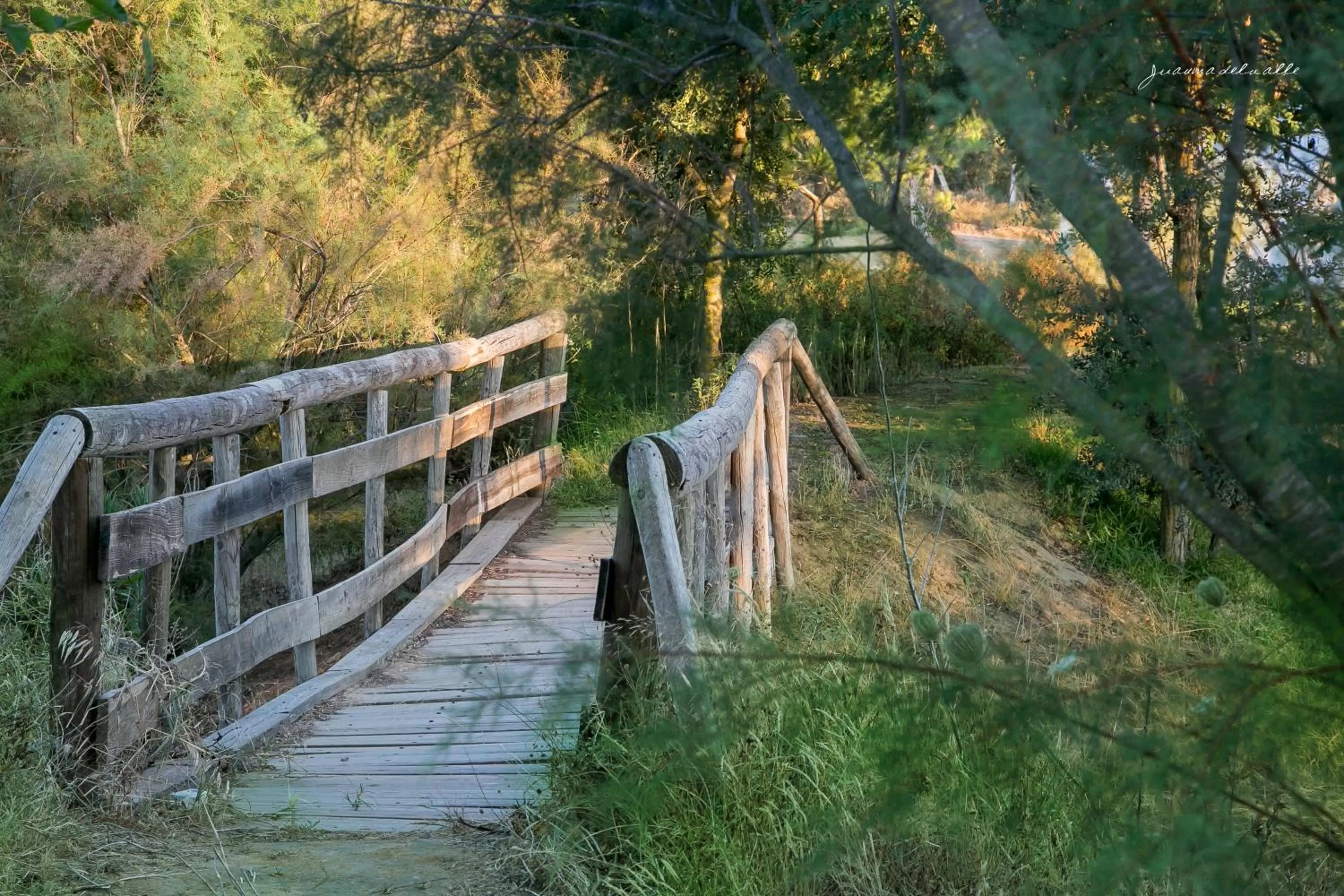 Garden in Ardea Purpurea