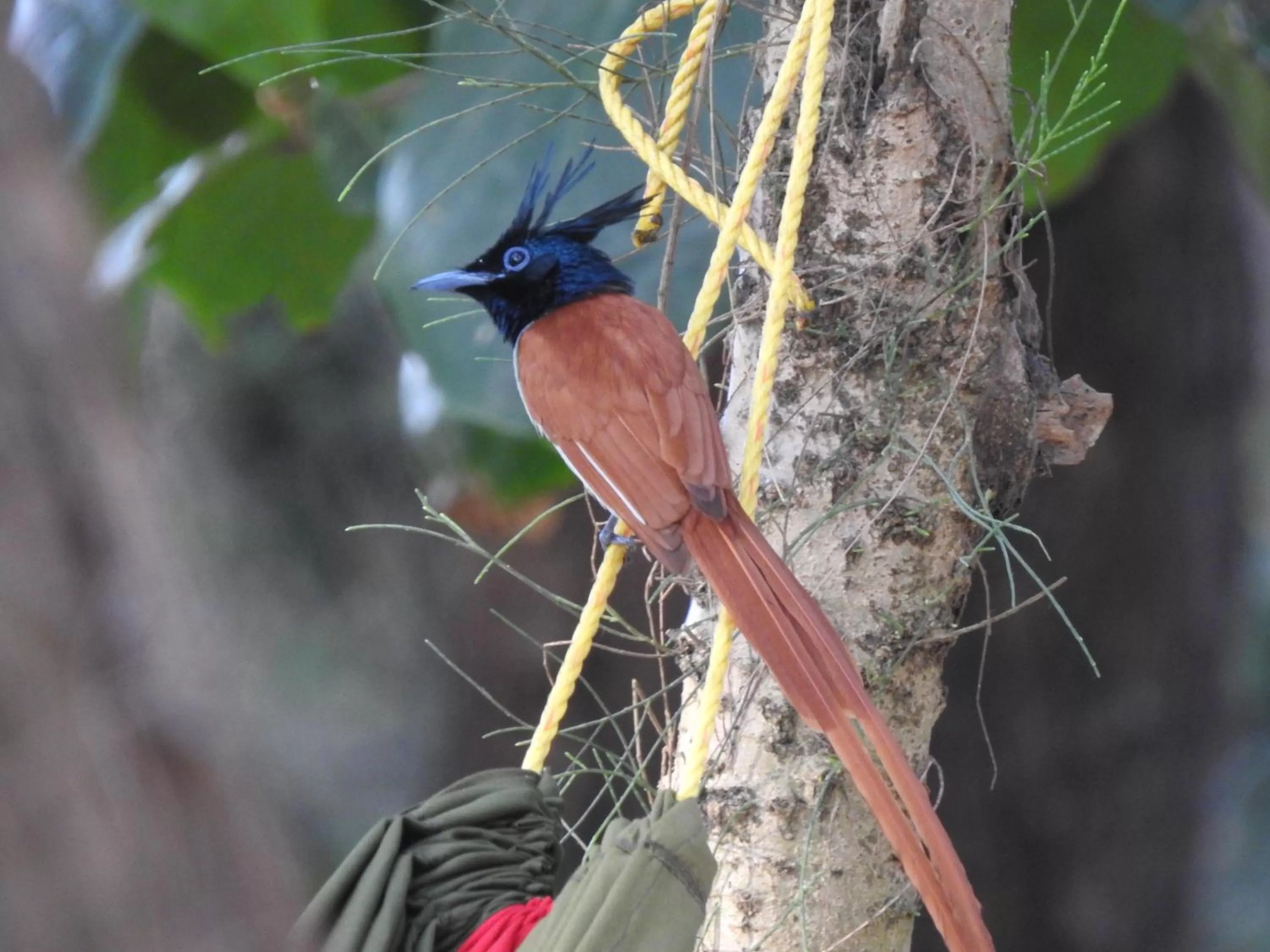Animals in OmBodhi Retreat