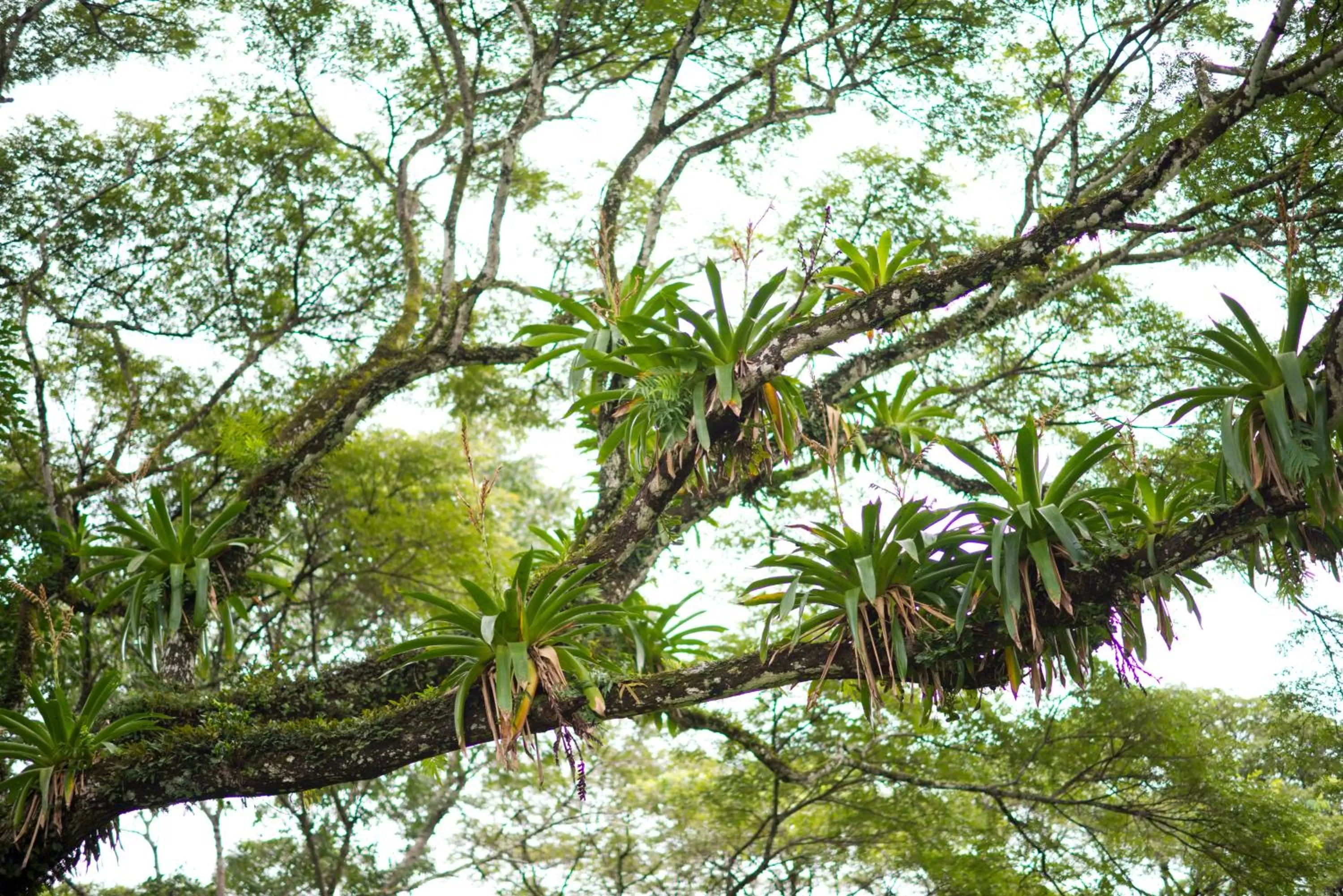 Natural landscape in Pumilio Mountain & Ocean Hotel