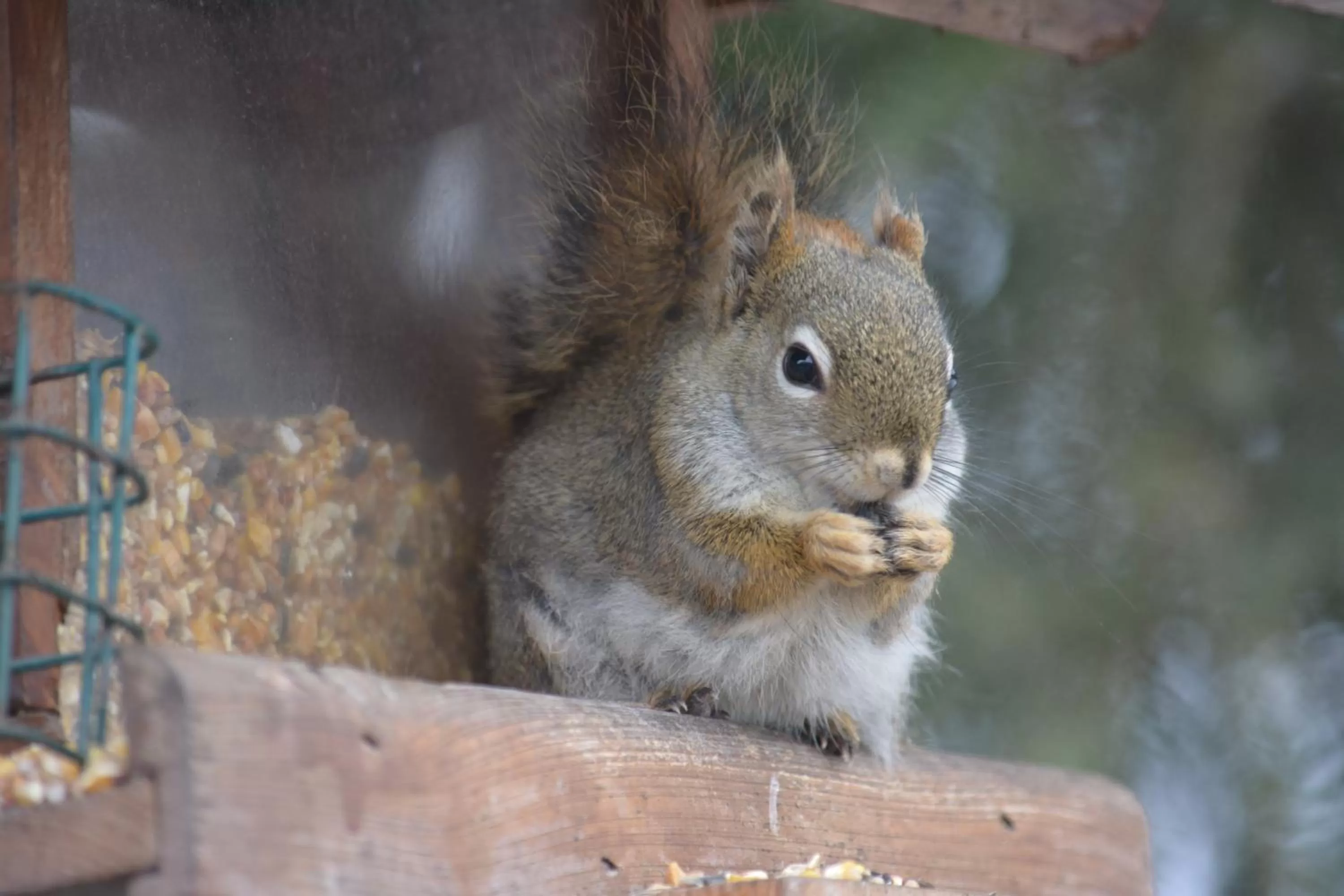 Other Animals in Northway Motor Inn
