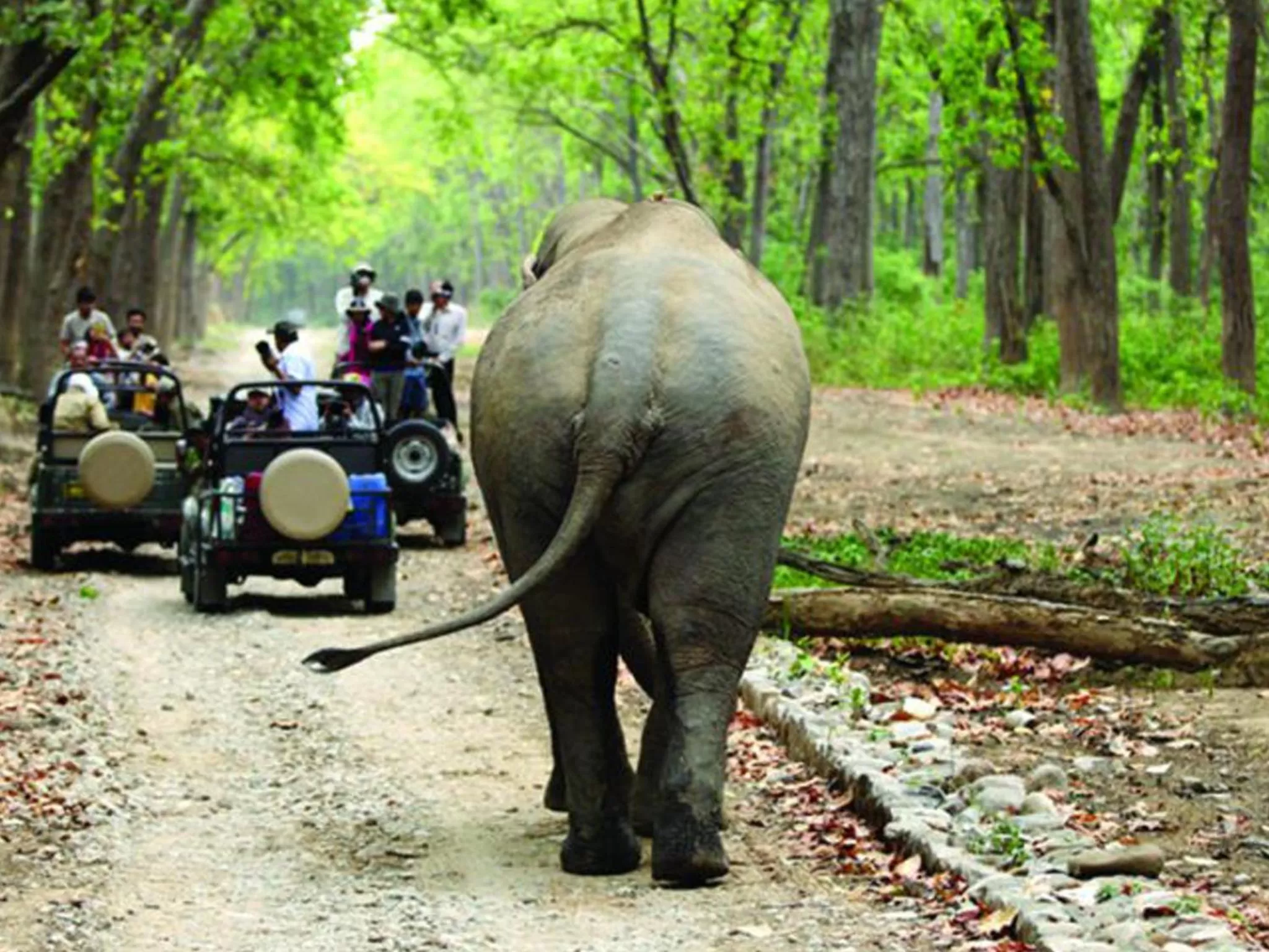 Activities in Corbett Treat Resort By Atya Hotels