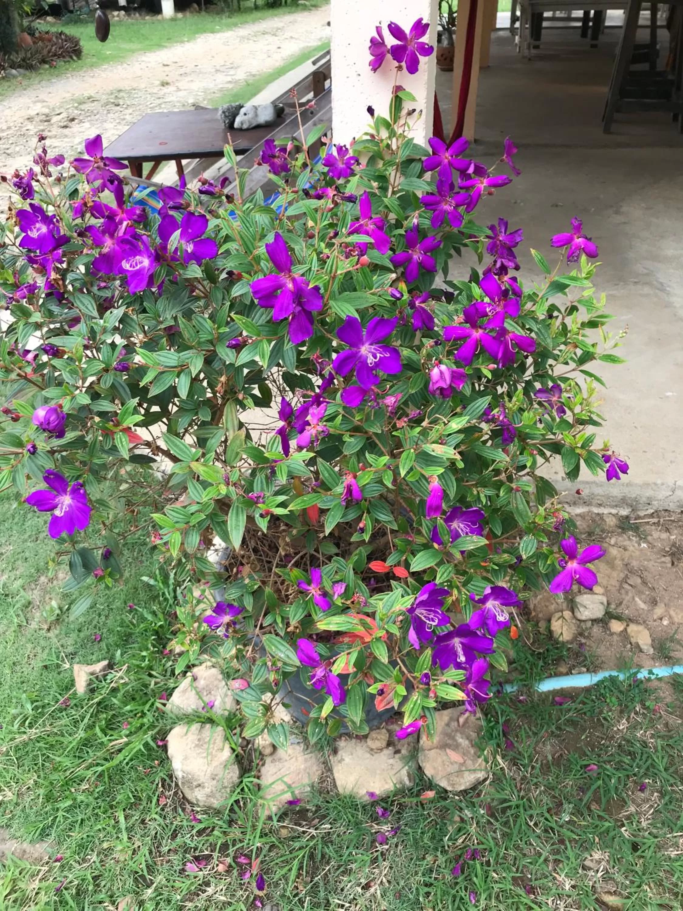 Garden in Blue Sky Resort