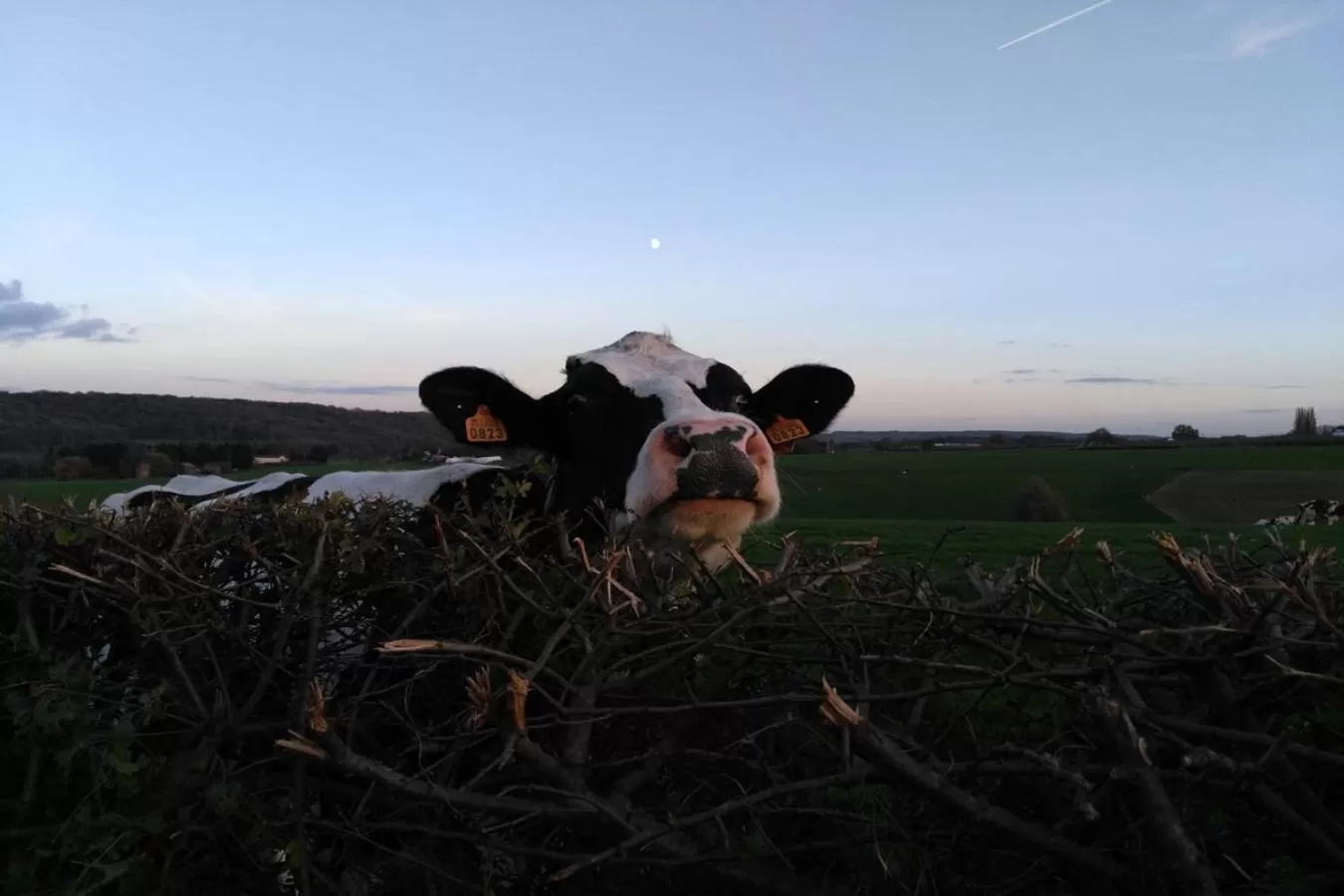 Natural landscape in Hotel Restaurant The Kings Head Inn