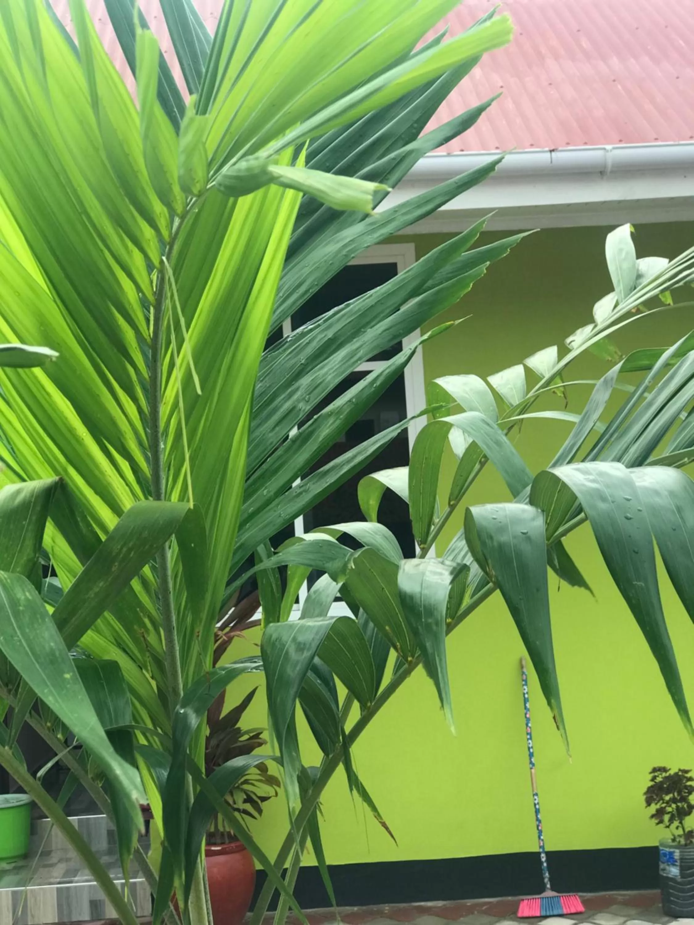 Garden in L&J Modern Backpackers Kinondoni