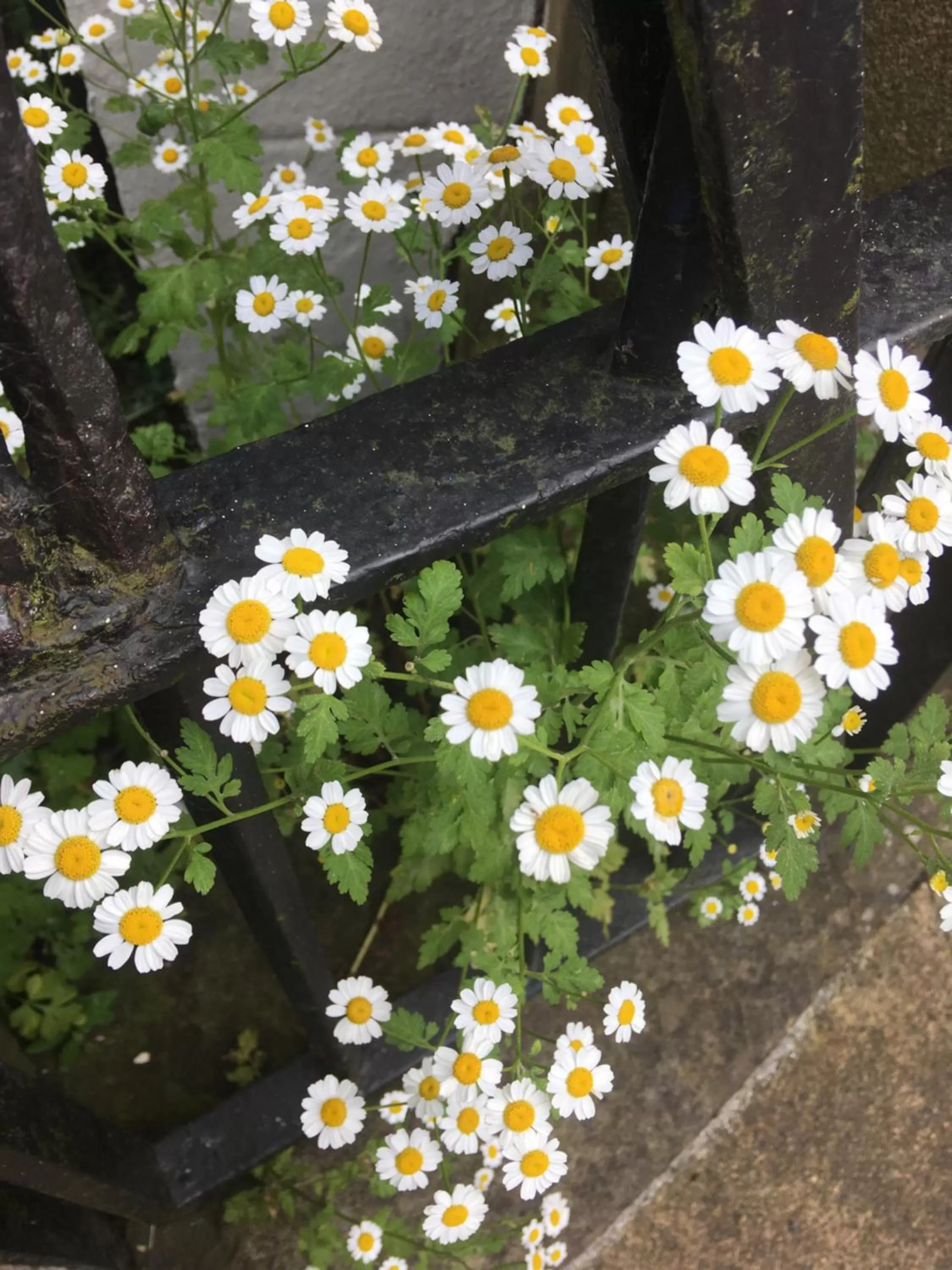 Inglenook Guest House