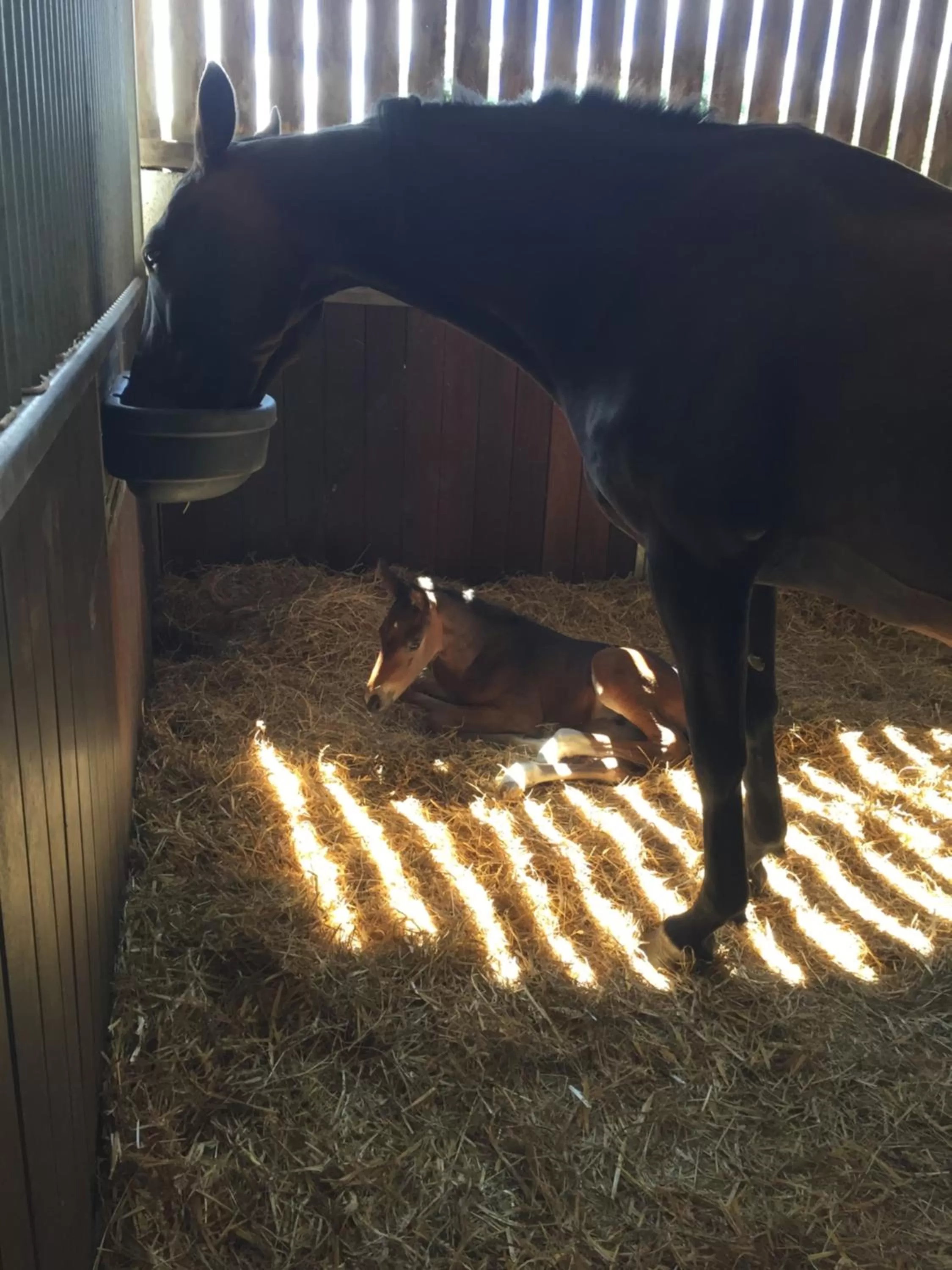 Animals in Gutchpool Farm