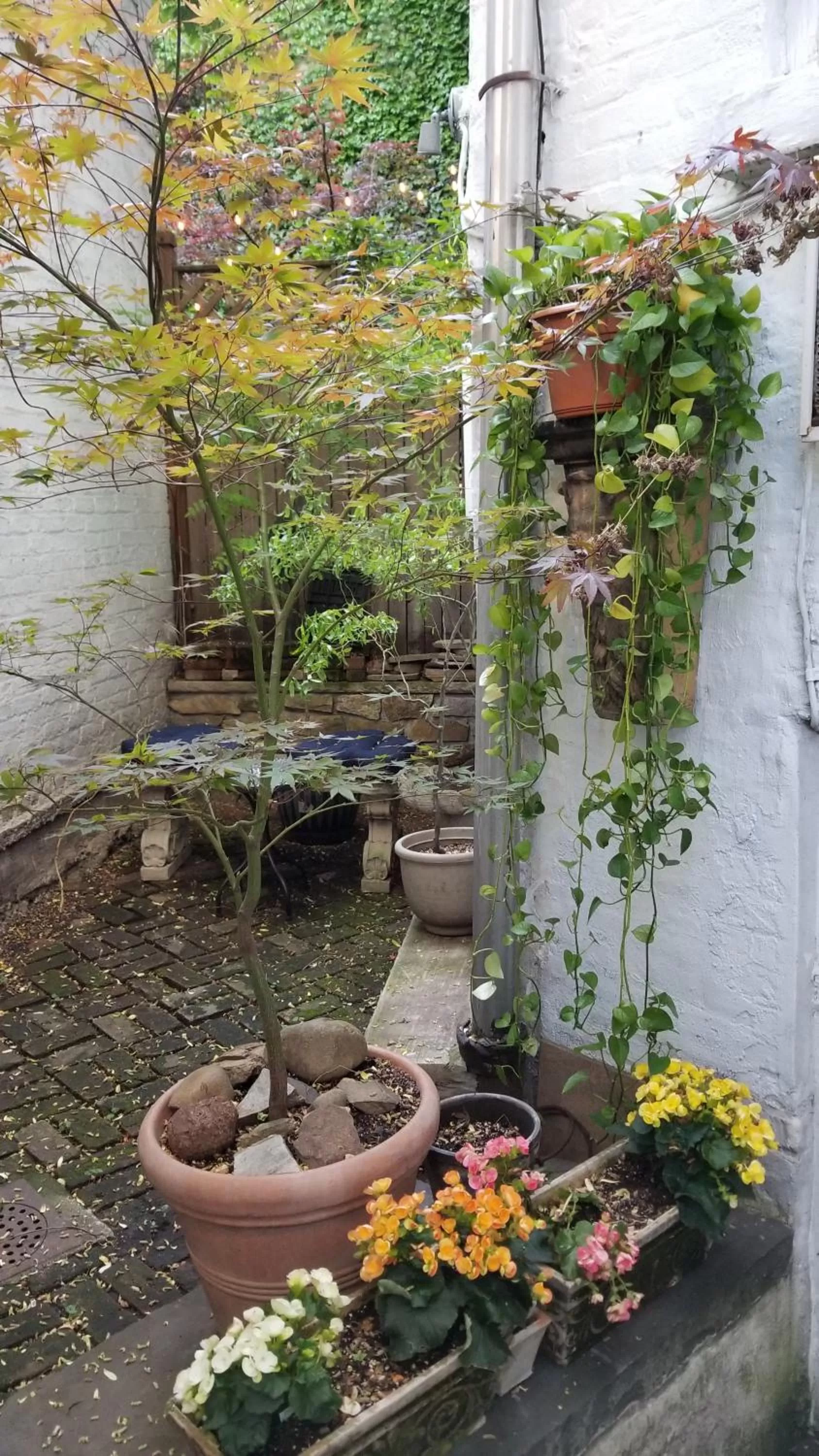 Garden in Incentra Village Hotel
