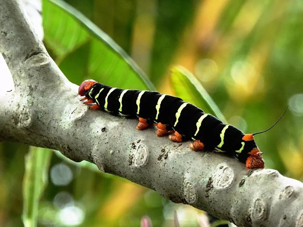 Garden, Other Animals in Pura Vida Hotel
