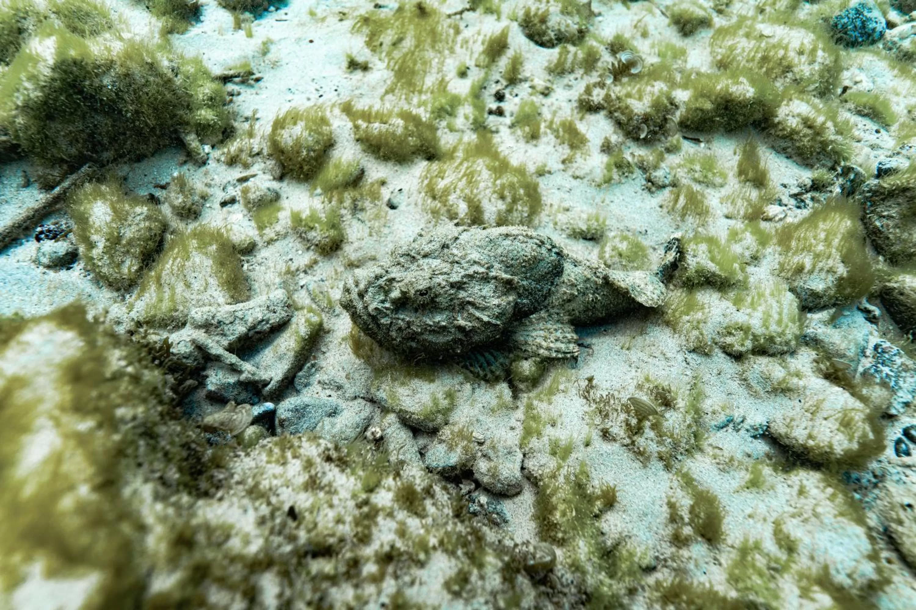 Snorkeling in Fisherman's Cove Resort - closed for complete renovation - Visit our sister property STORY Seychelles for your stay