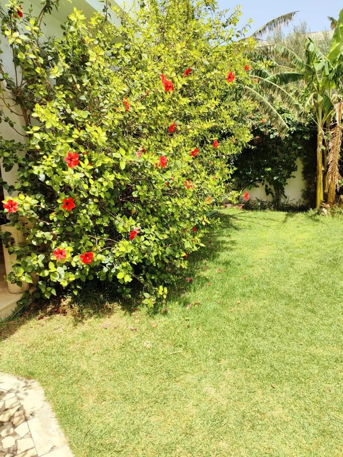 Garden in Hôtel Romane