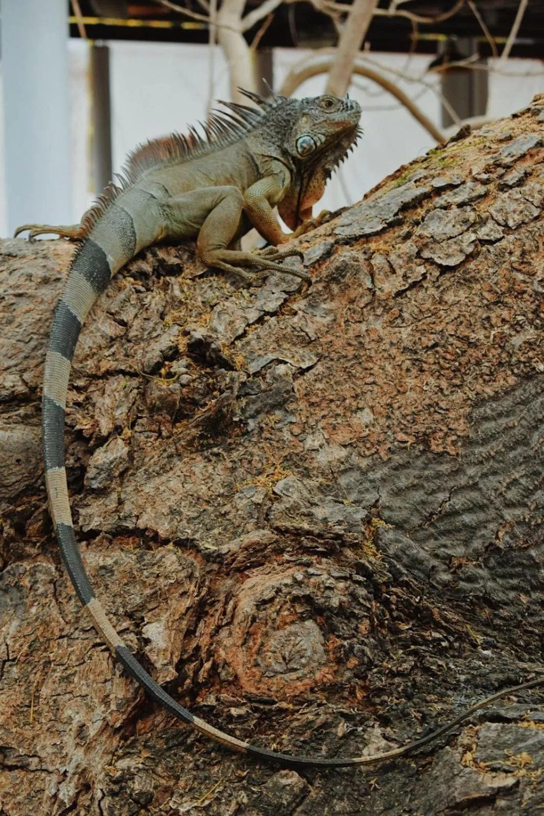 Double Room with Two Double Beds in Nuiya Hoteles Centro