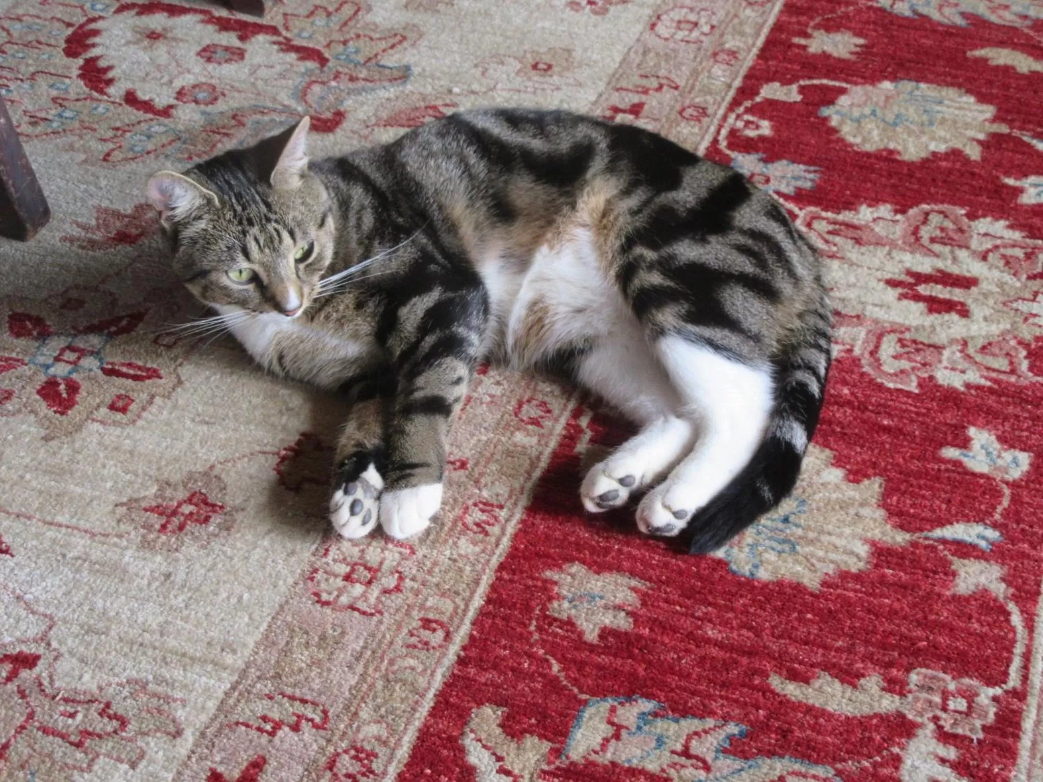 Pets in Redwood Valley B & B