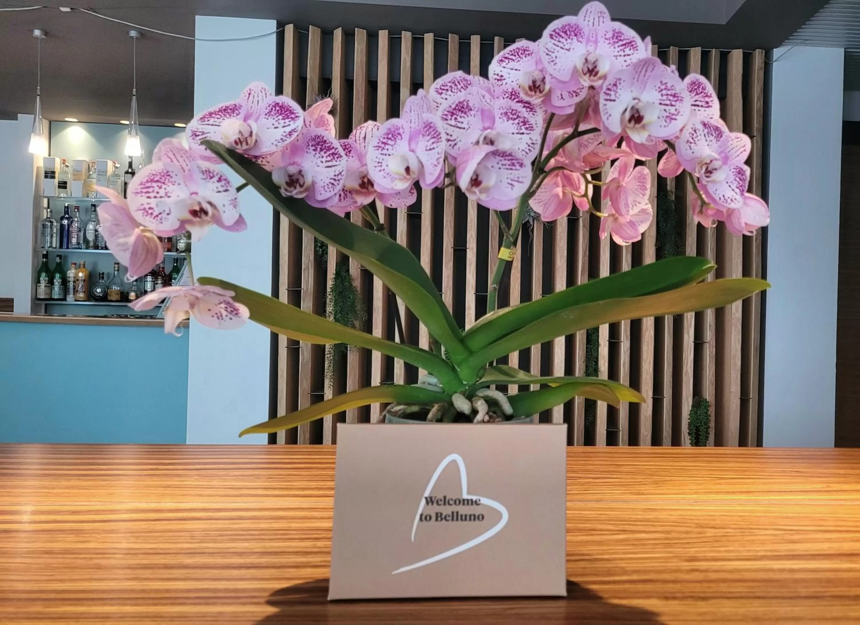 Lounge or bar in Hotel Europa Belluno