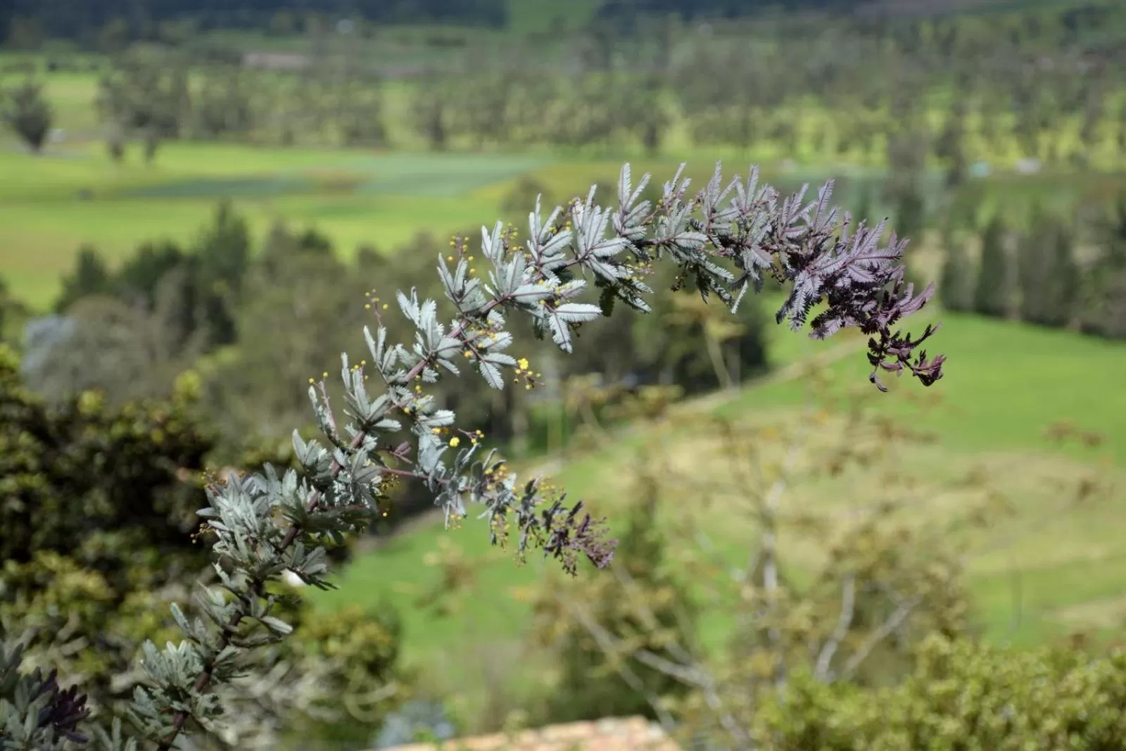Natural landscape in El Pedregal Sopó