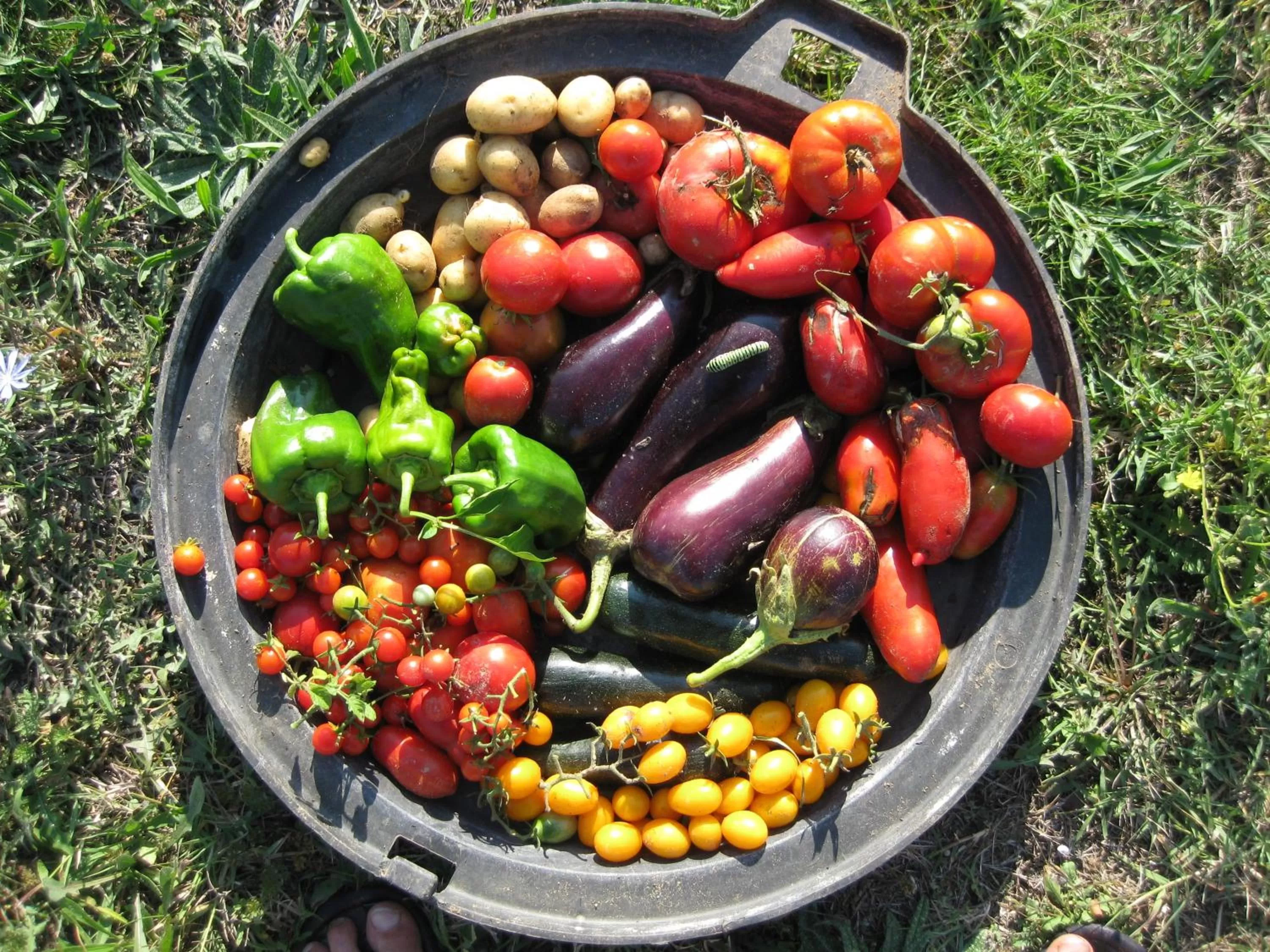 Summer in Chambres d'Hôtes Aux Tournesols