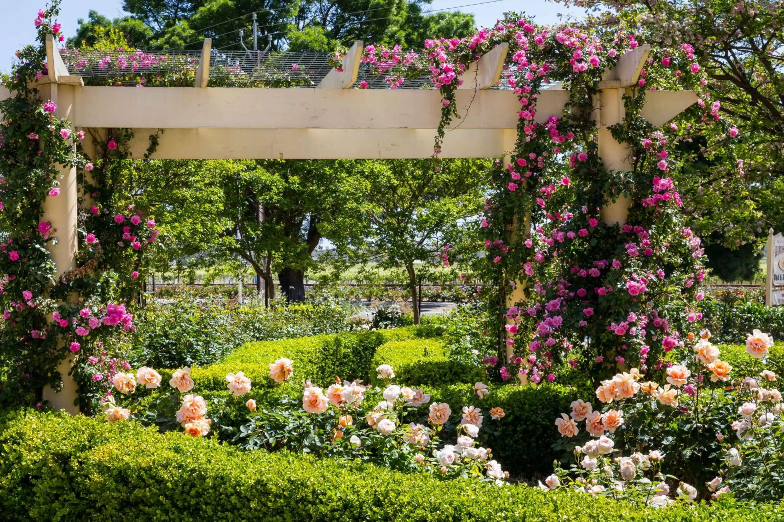 Garden in Barossa House