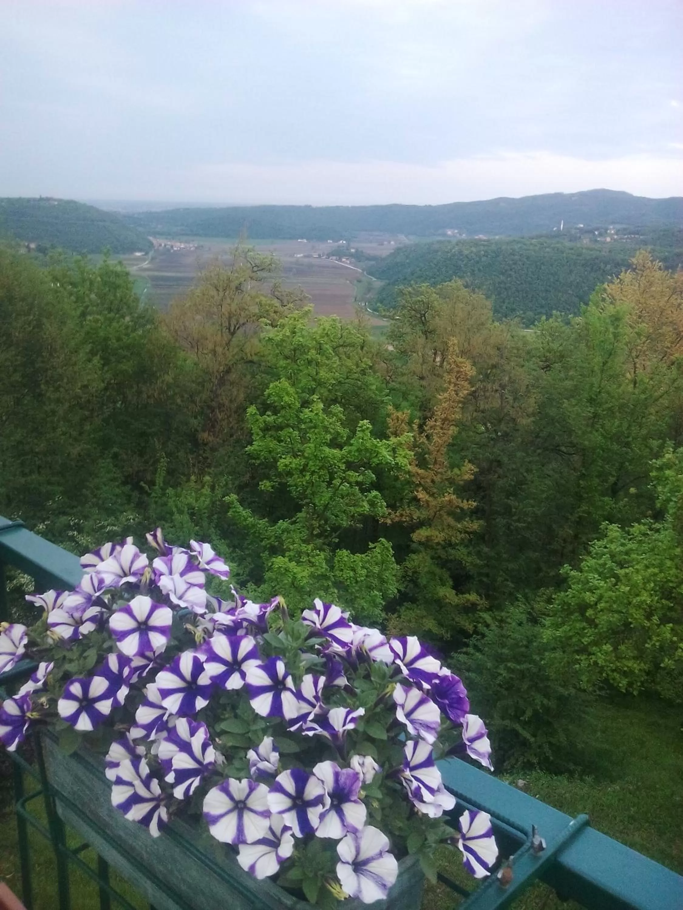 View (from property/room) in B&B Il Suono del Bosco