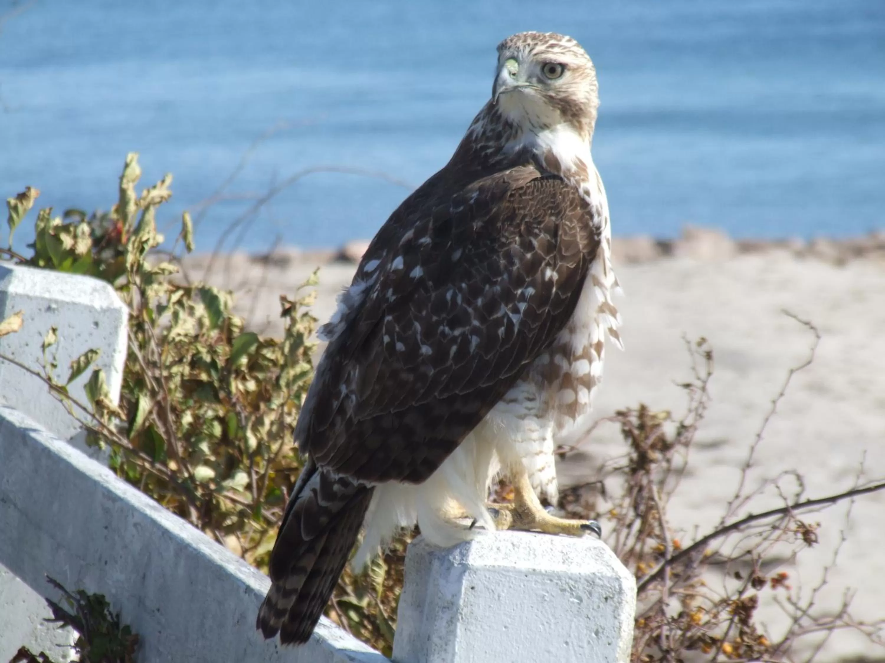 Animals, Other Animals in Inn on the Sound