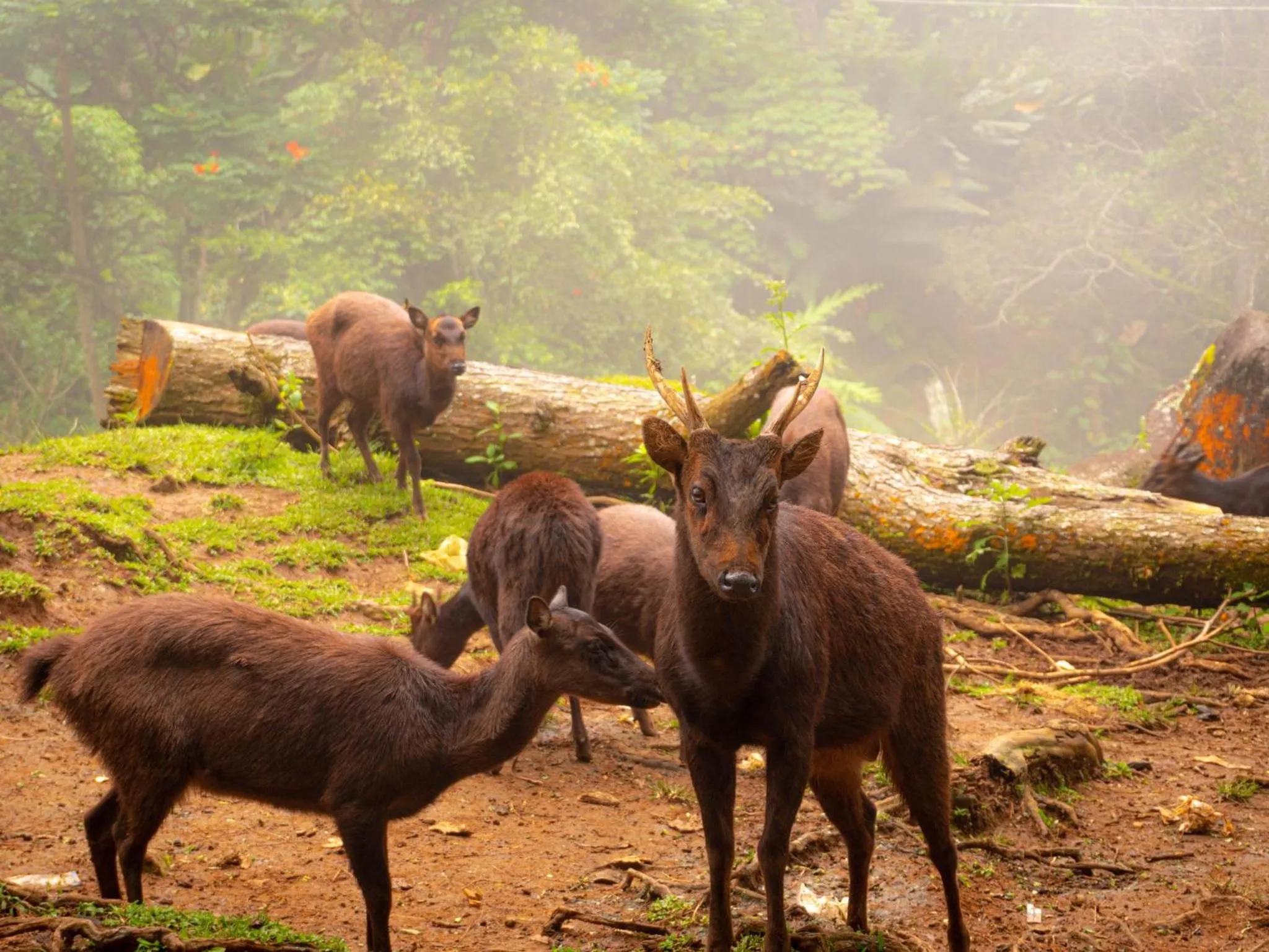 Animals in Eden Nature Park and Resort