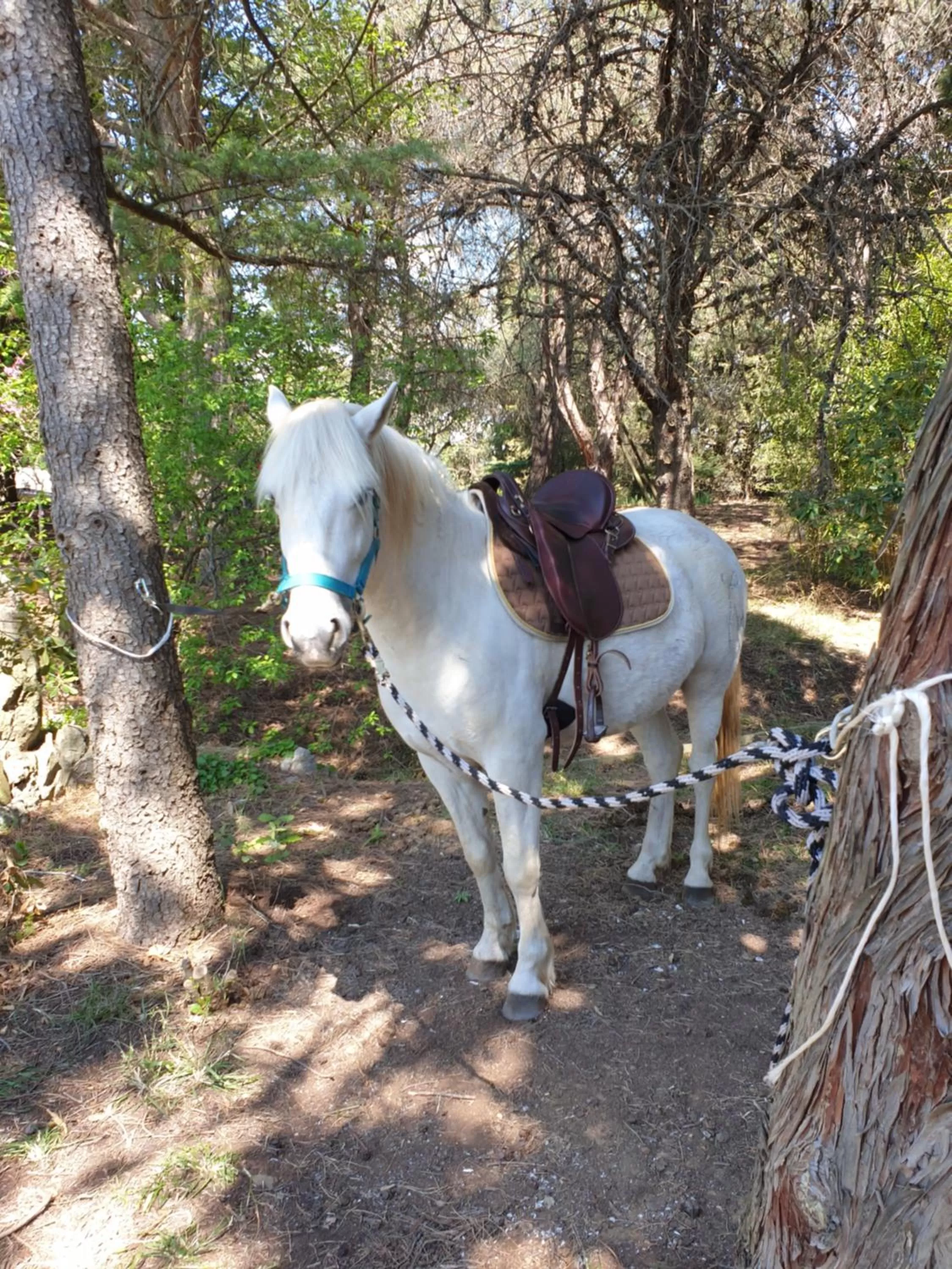 Horseback Riding in Chambre d'hôtes dans propriété rurale - Provence