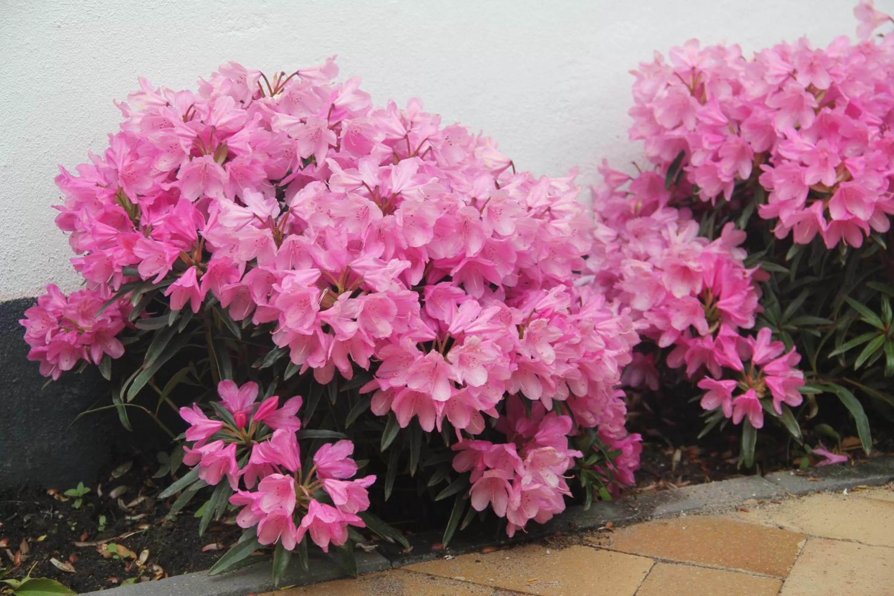 Garden in Odense City B&B