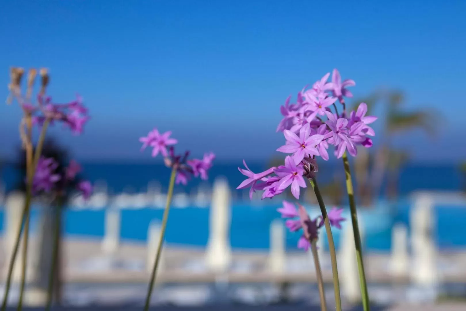 Day in King Evelthon Beach Hotel & Resort