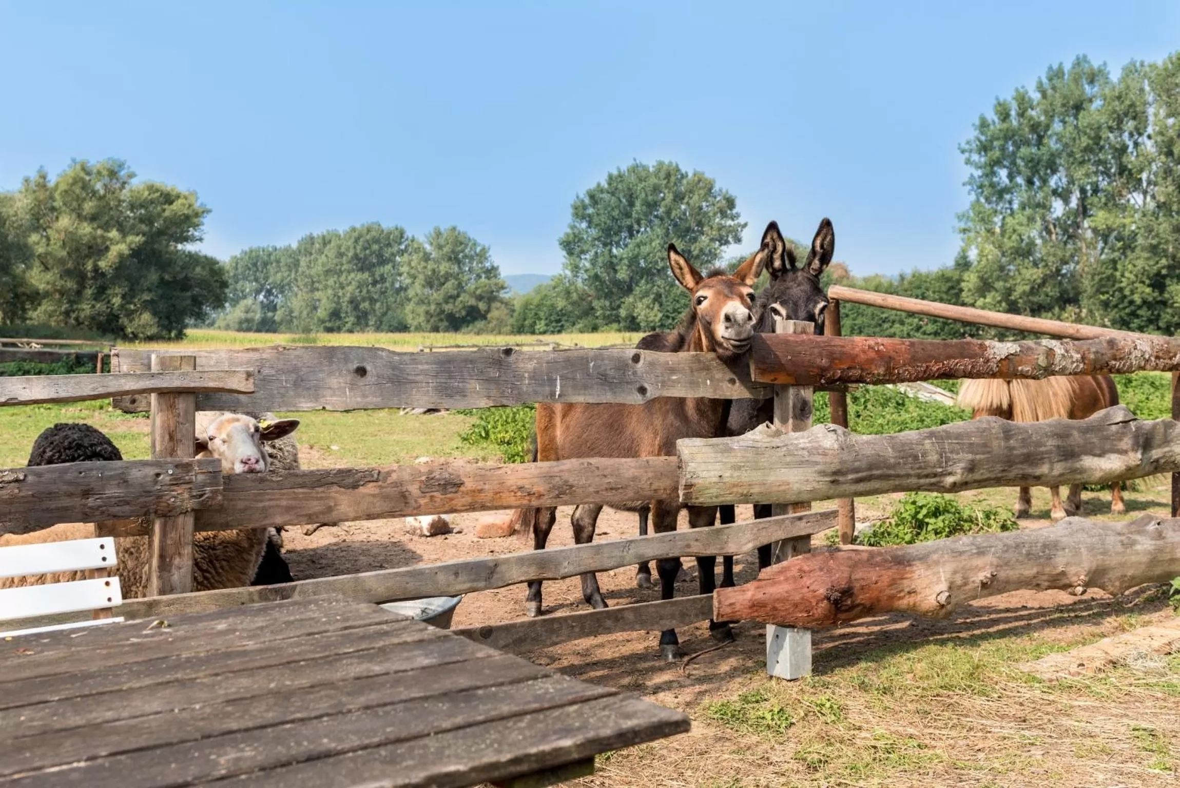Animals in Hotel Weiße Mühle