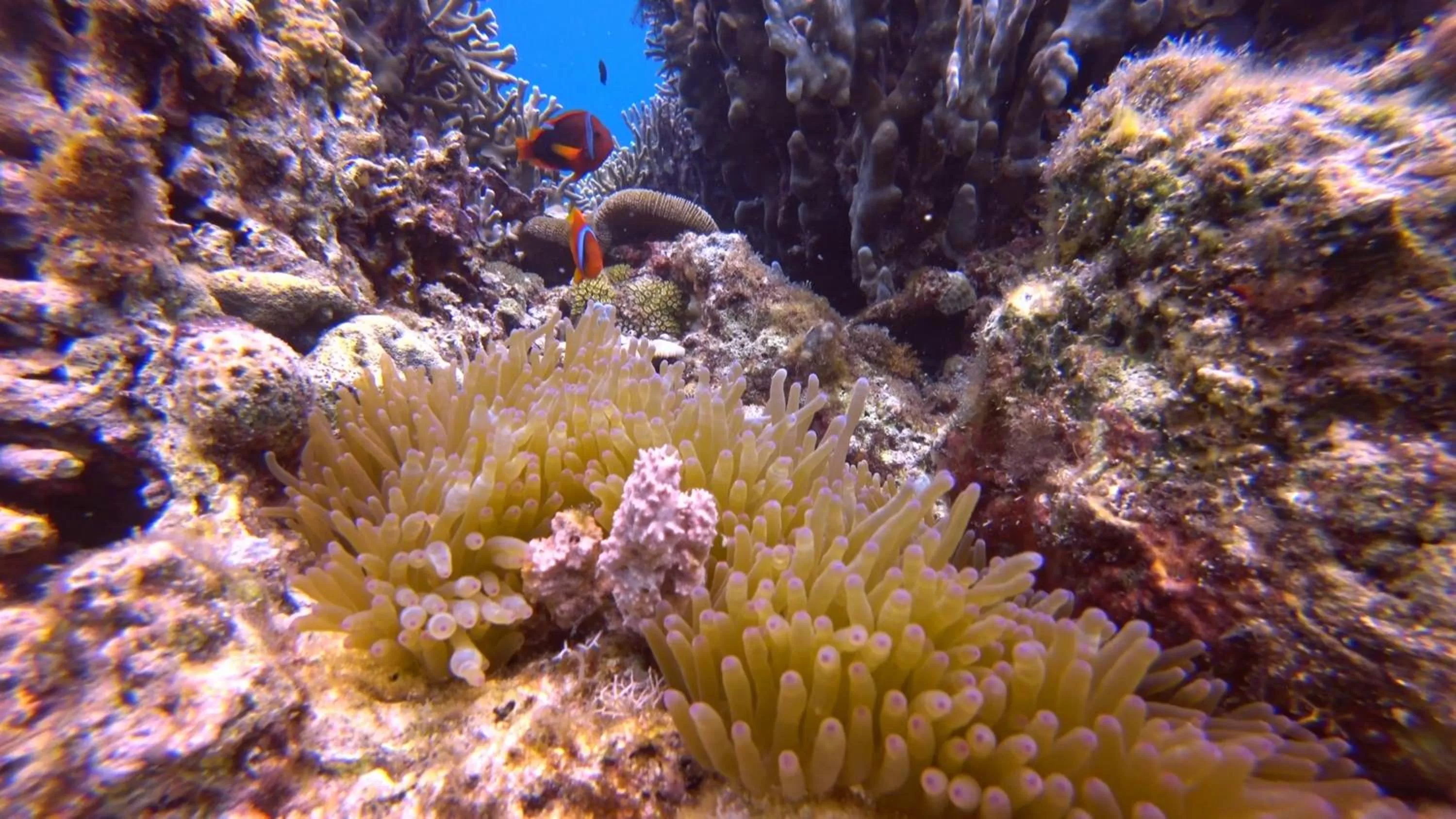 Snorkeling in Moalboal T Breeze Coastal Resort