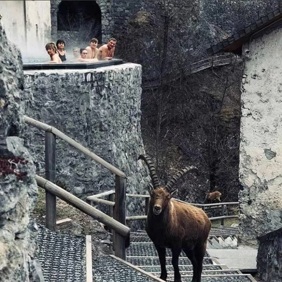 Animals in Albergo Motel Dosdè B&B