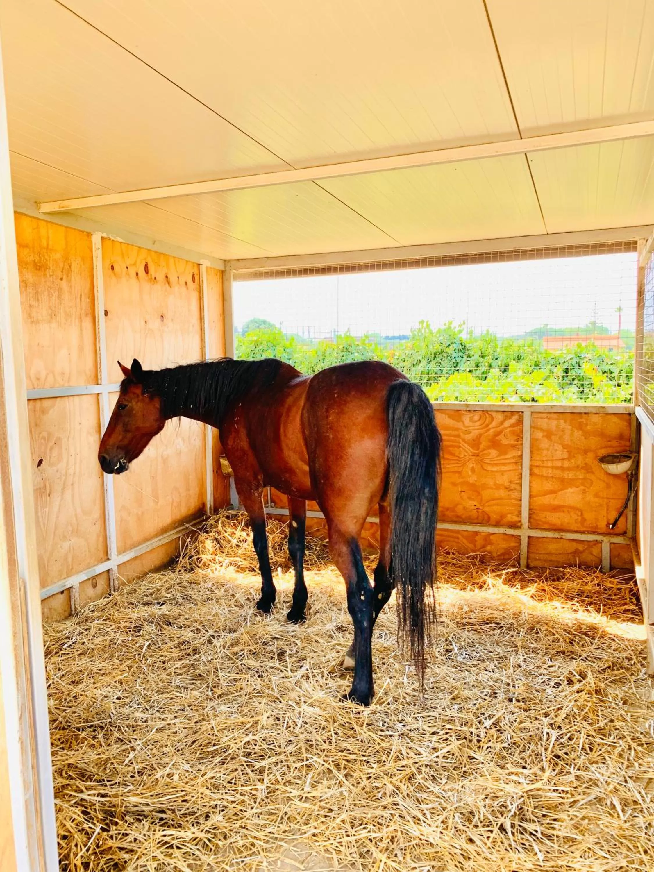 Other Animals in BB Torre Turrisi