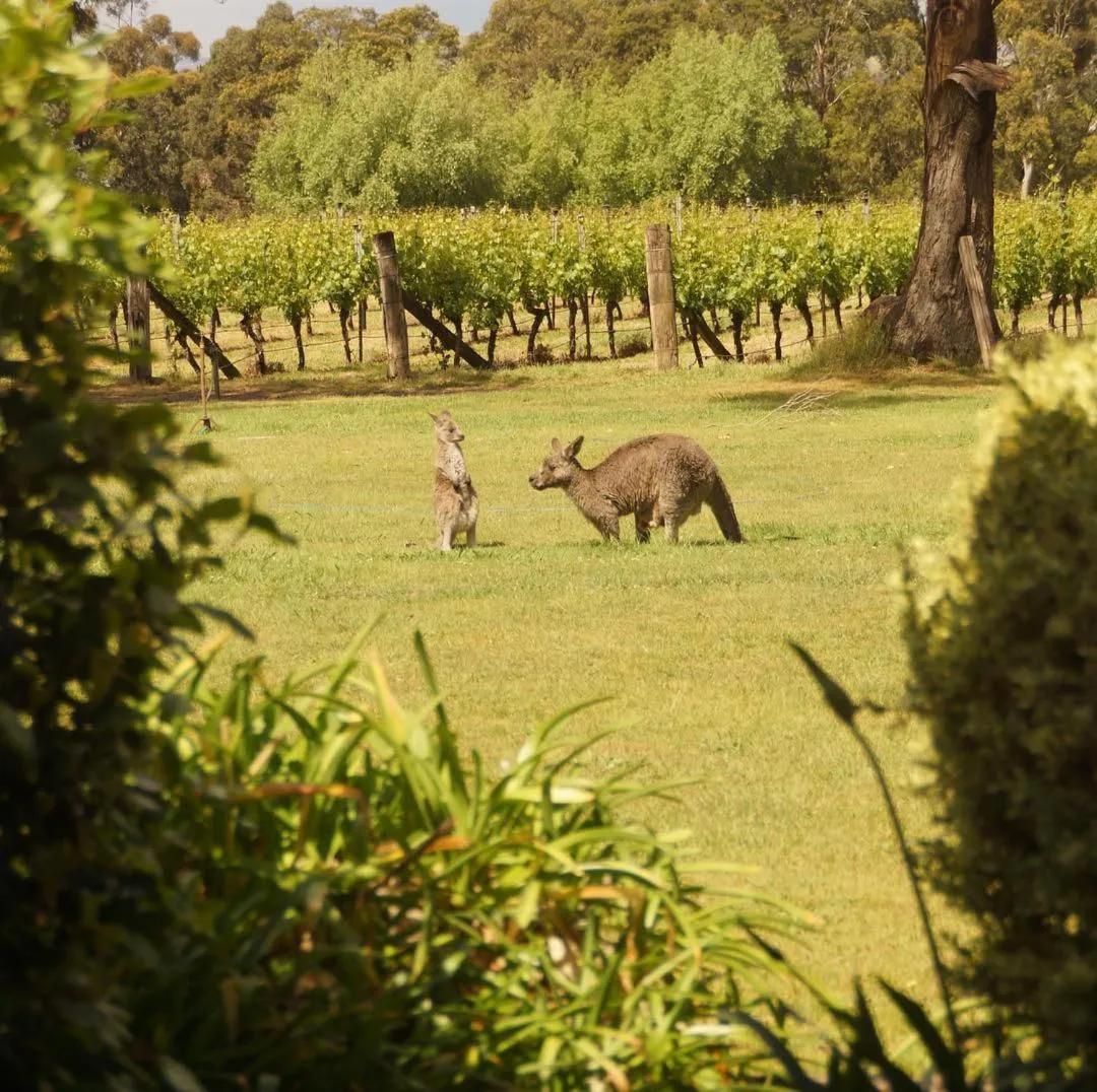 Gisborne Peak Winery Short Term Stays