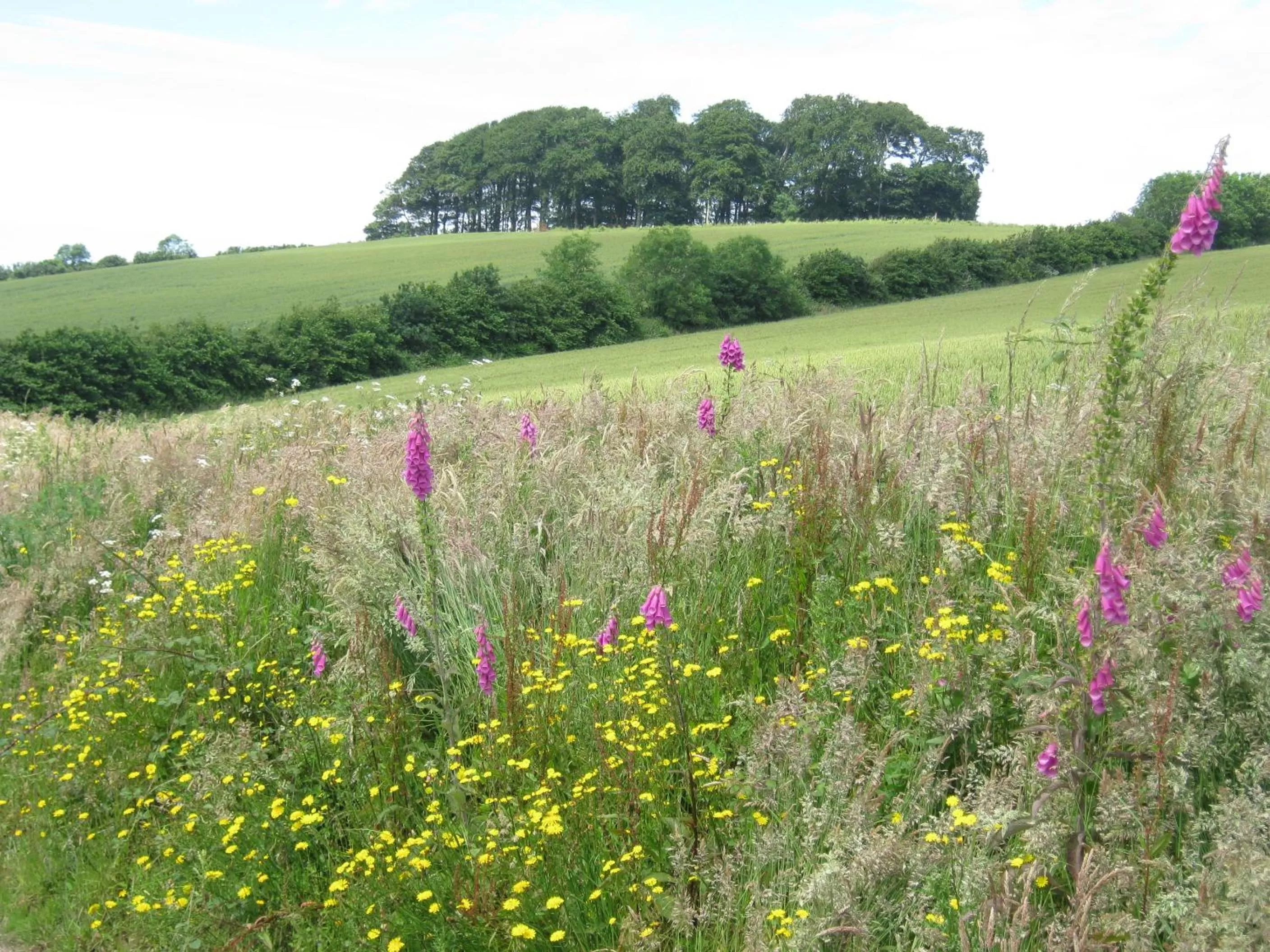 Other in Hollamoor Farm