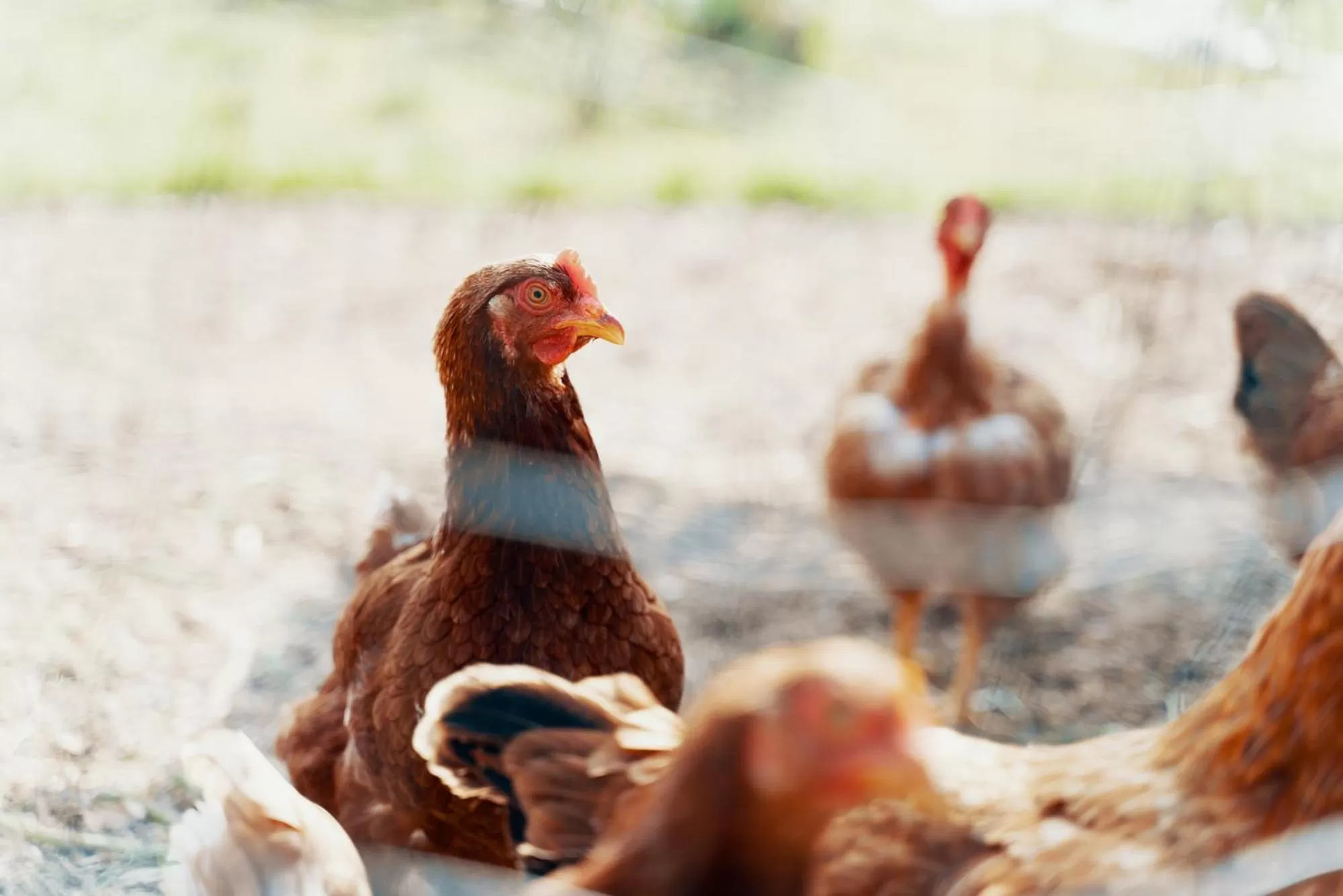 Animals, Other Animals in B&B Il Giardino di Gabri