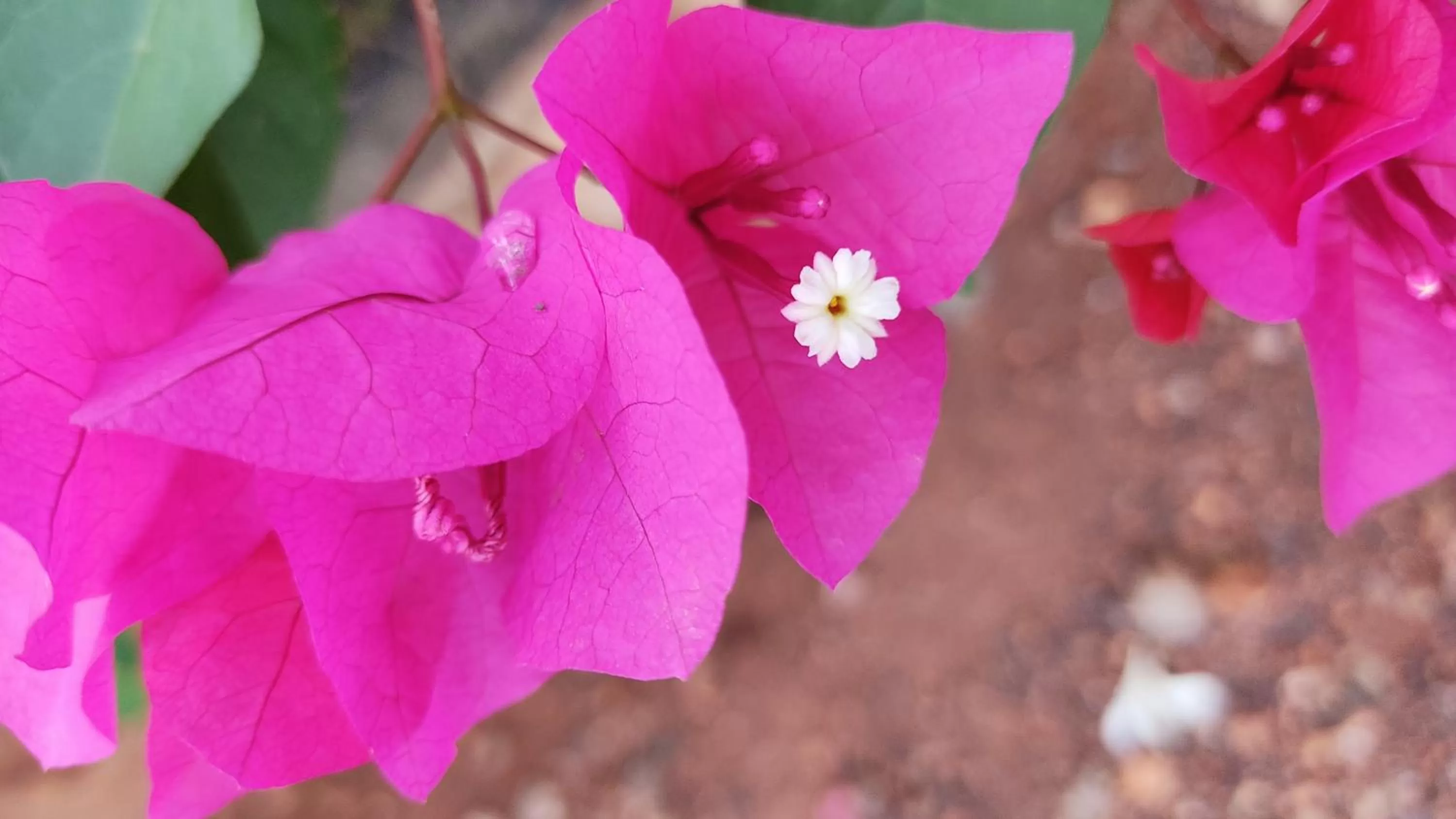 Garden in Kanthi Resorts Badami