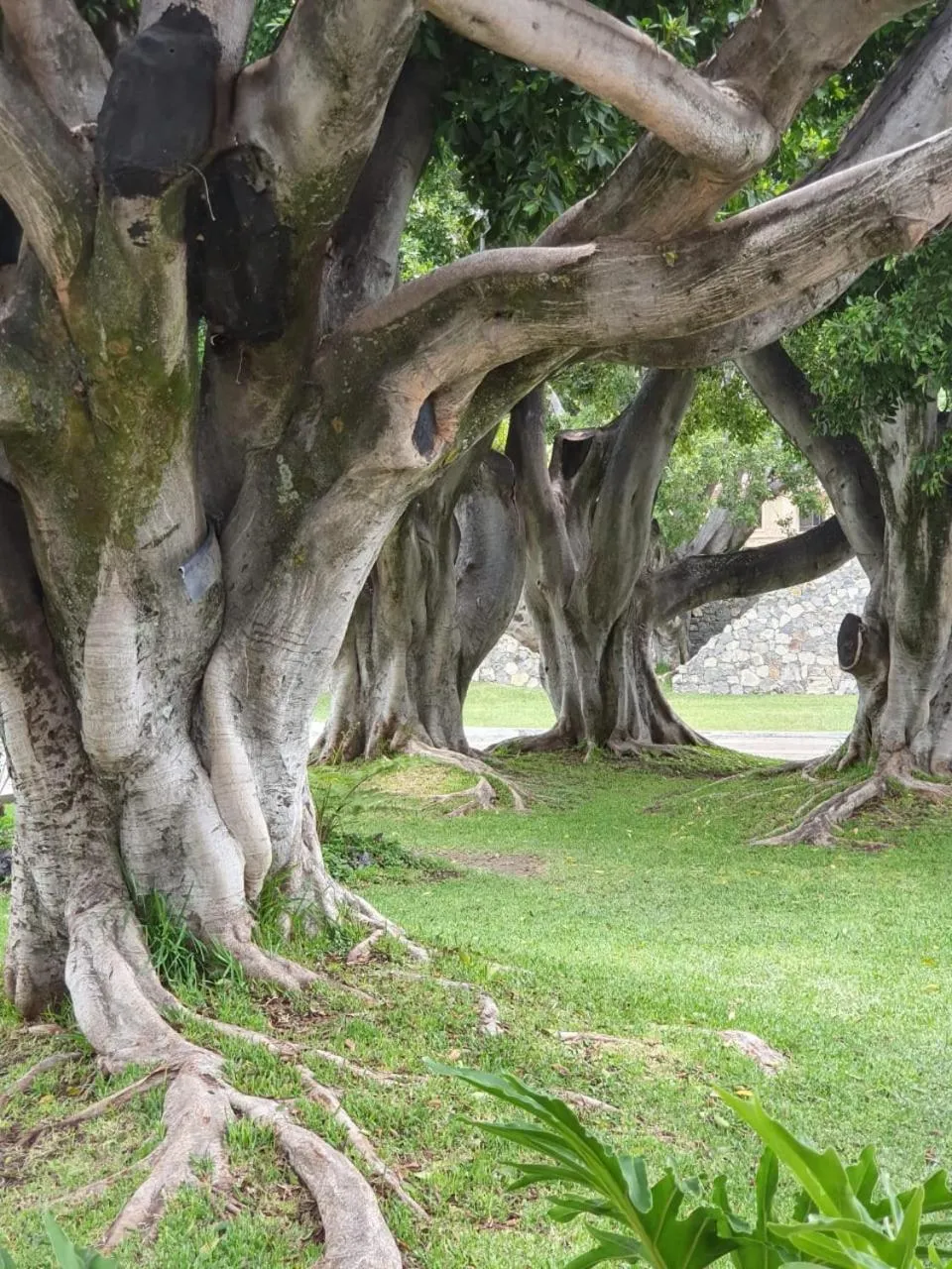 Garden in Nimue Marina Residence