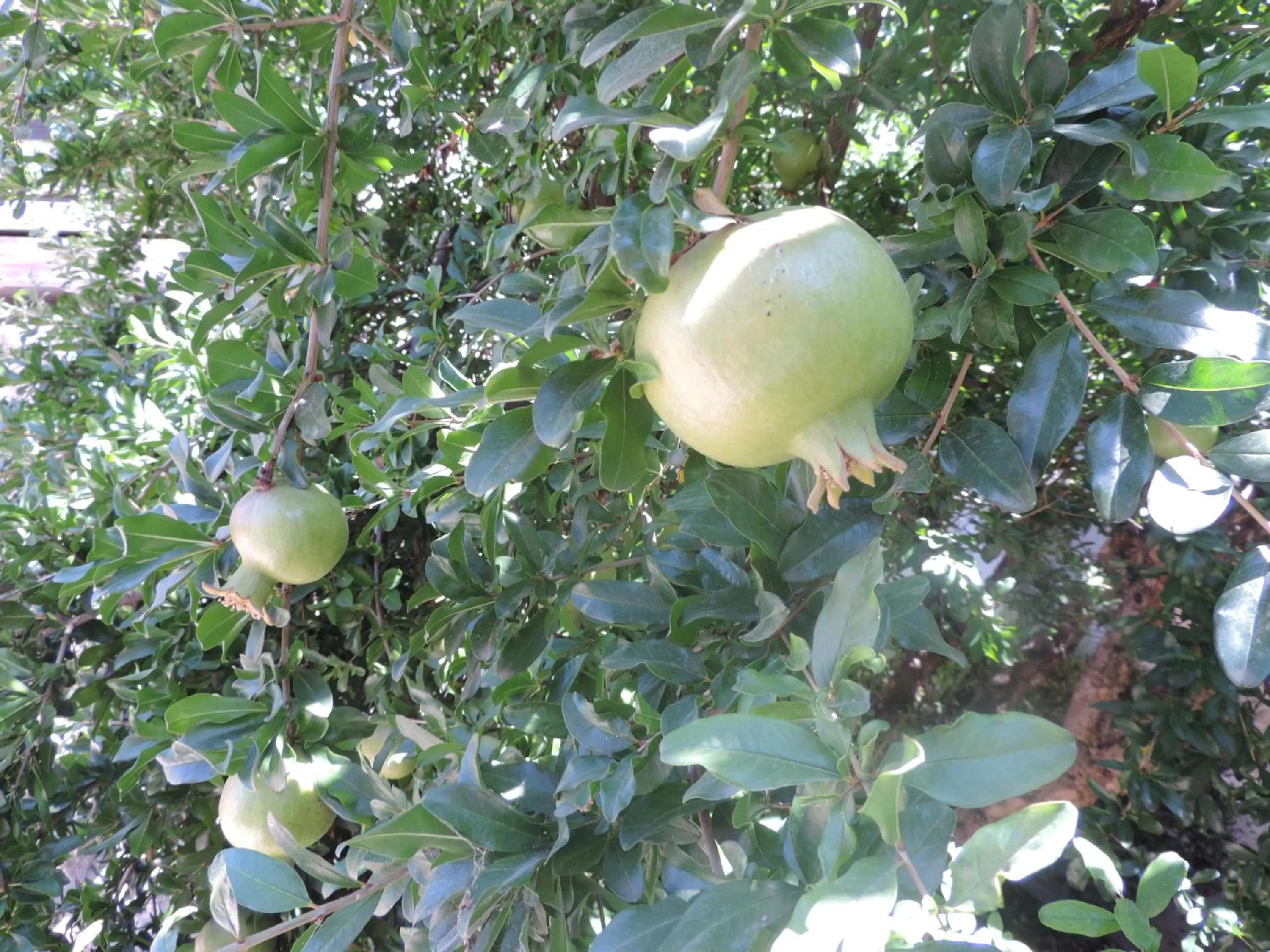 Garden in APARTAMENTOS CASERIA DE COMARES