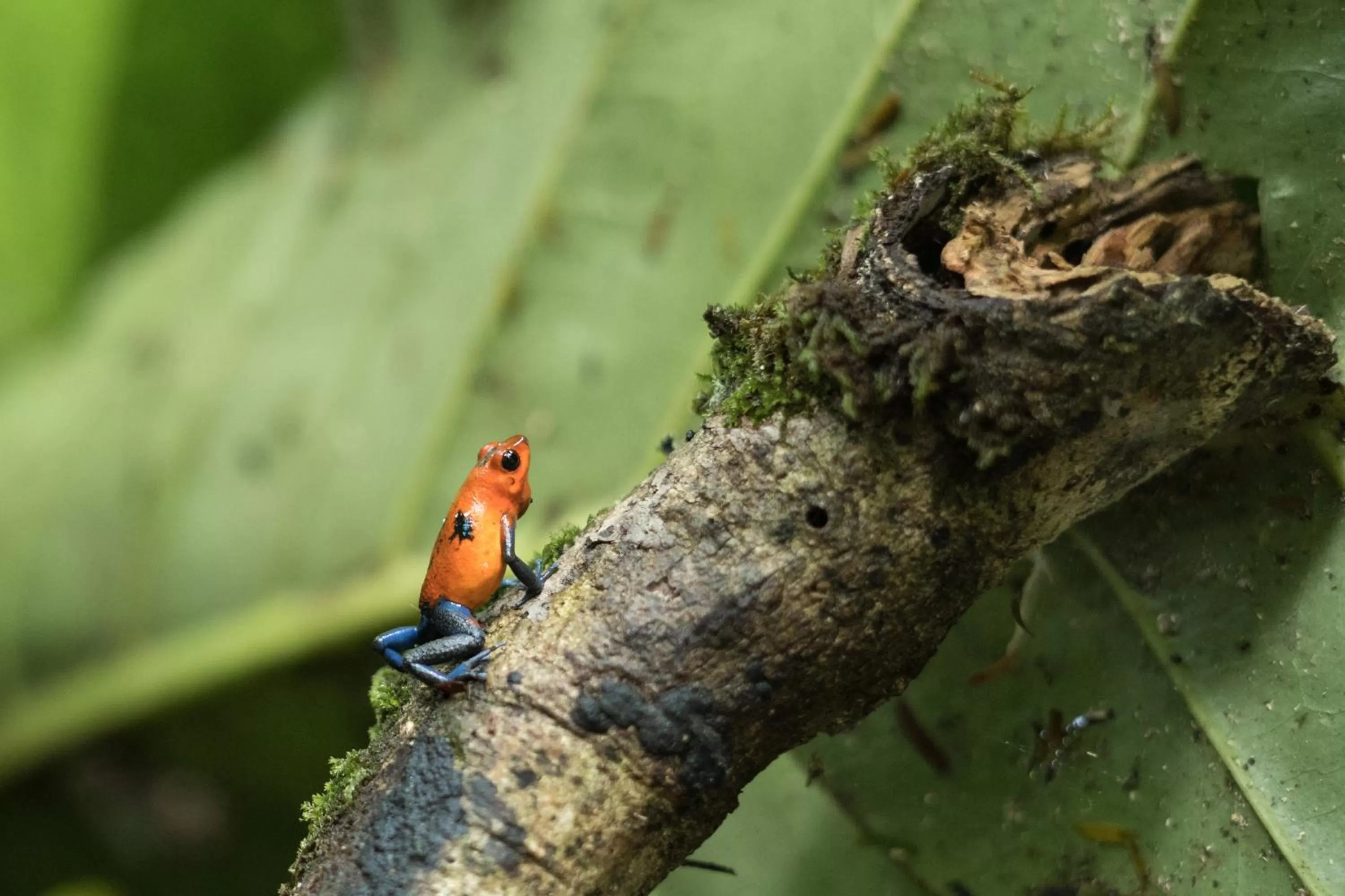 Animals in Cabañas del Rio